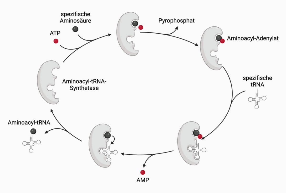Reaktionsablauf der Aminoacyl-tRNA-Synthese