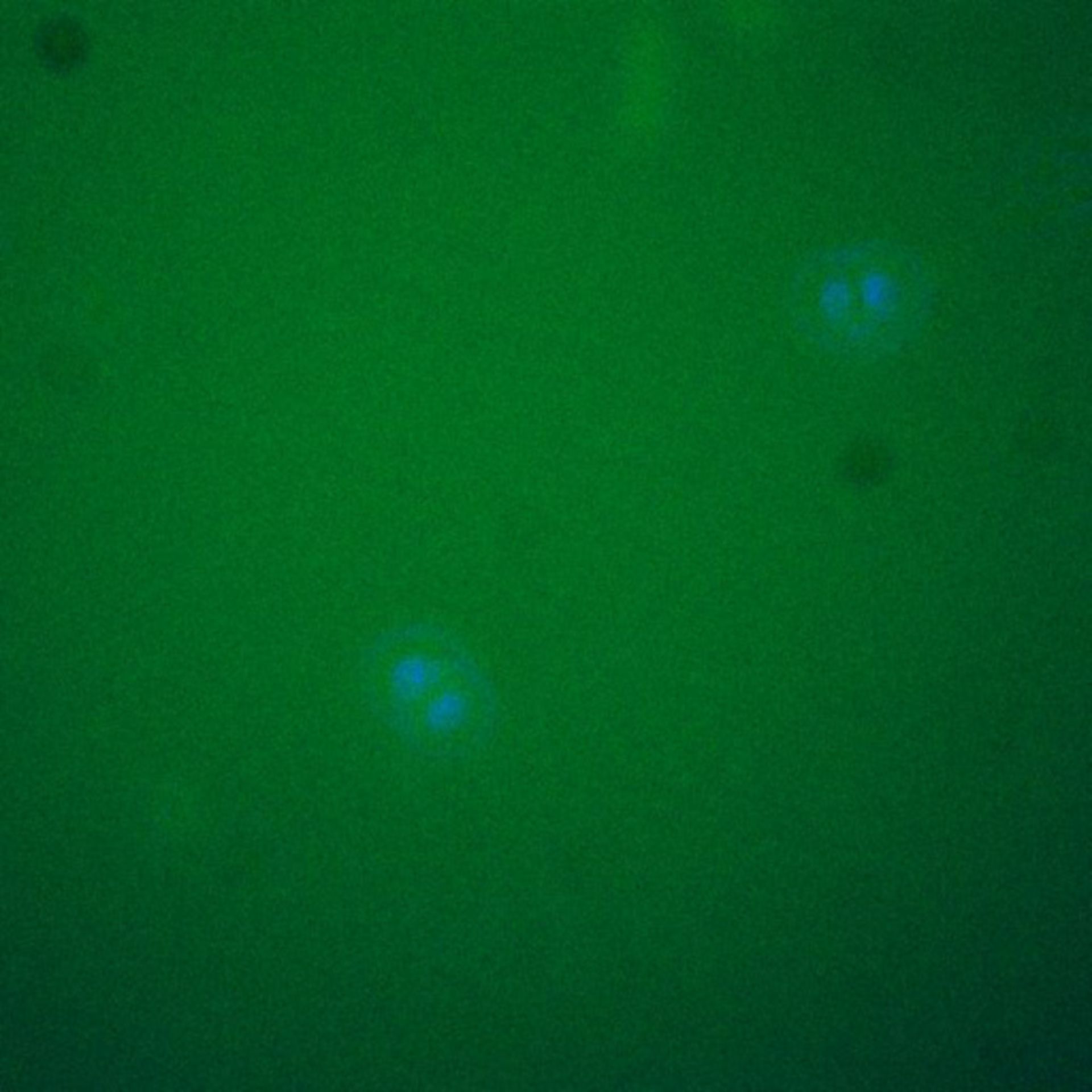 Saccharomyces cerevisiae (Spindle pole body) - CIL:39576