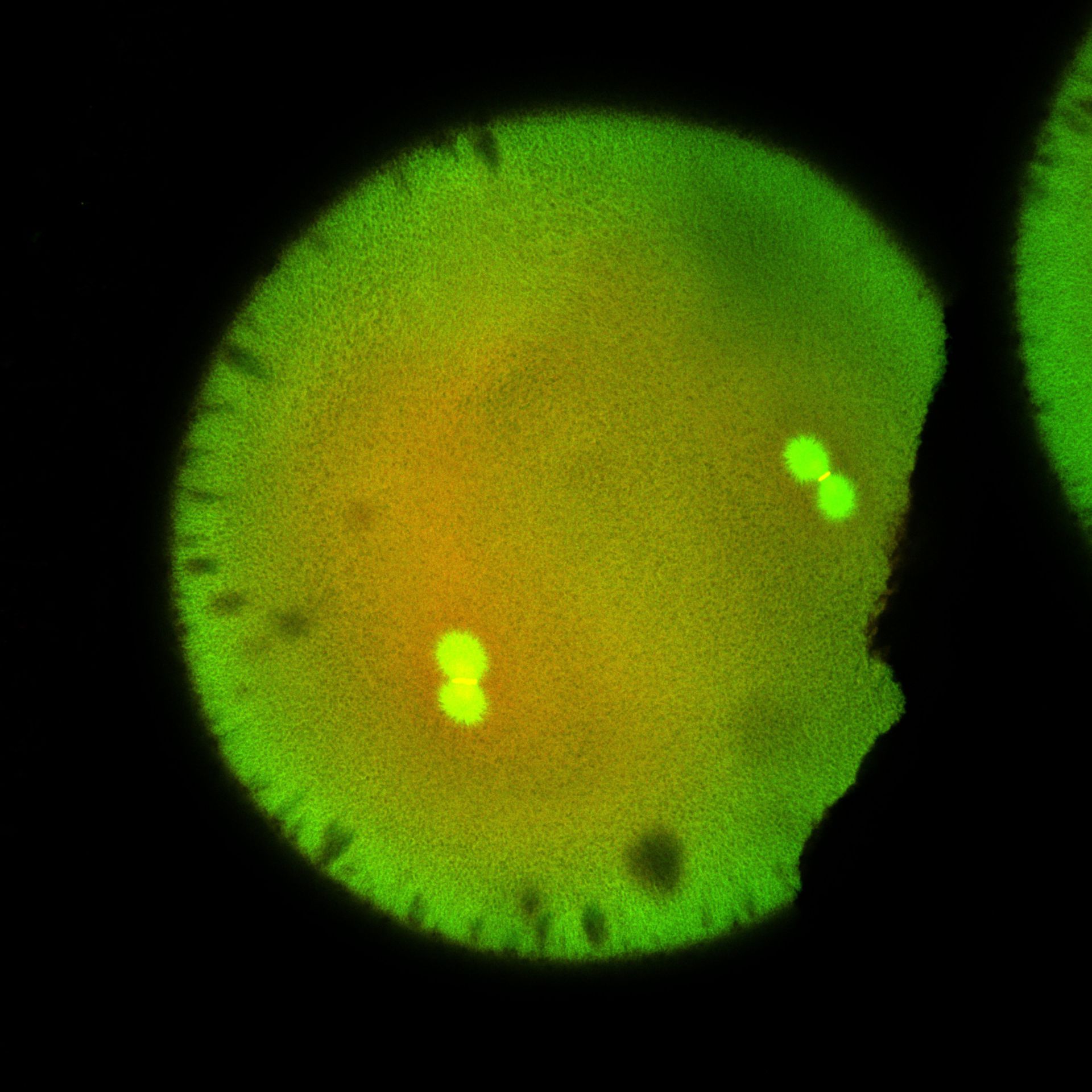 Xenopus laevis (DNA) - CIL:36541