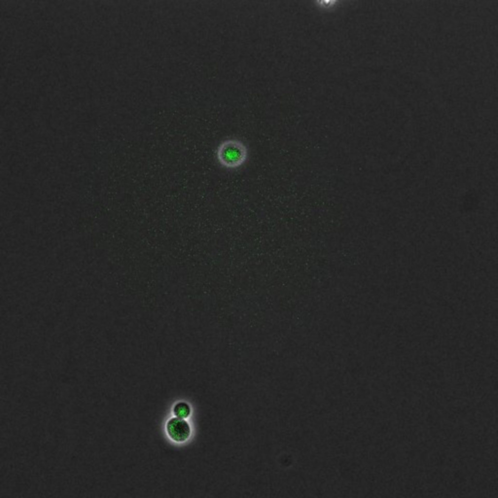 Saccharomyces cerevisiae (DNA replication preinitiation complex) - CIL:35664