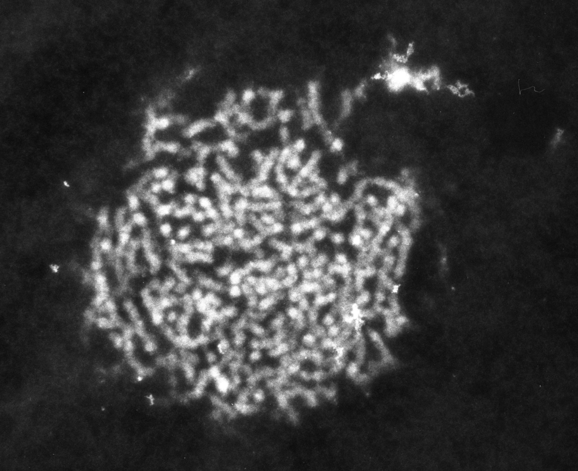 Patiria miniata (Nuclear chromatin) - CIL:772