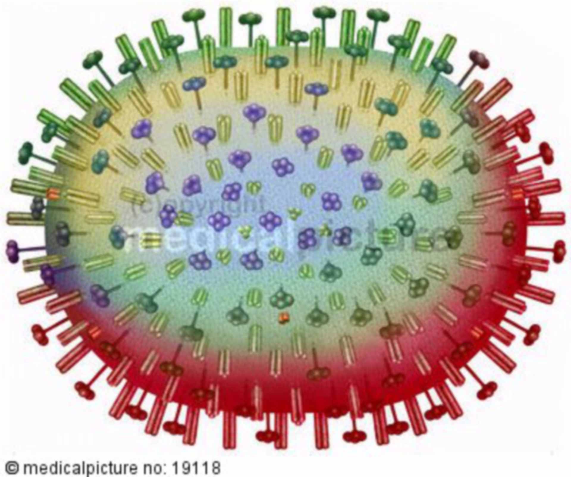  Mutation des H5N1 Virus 
