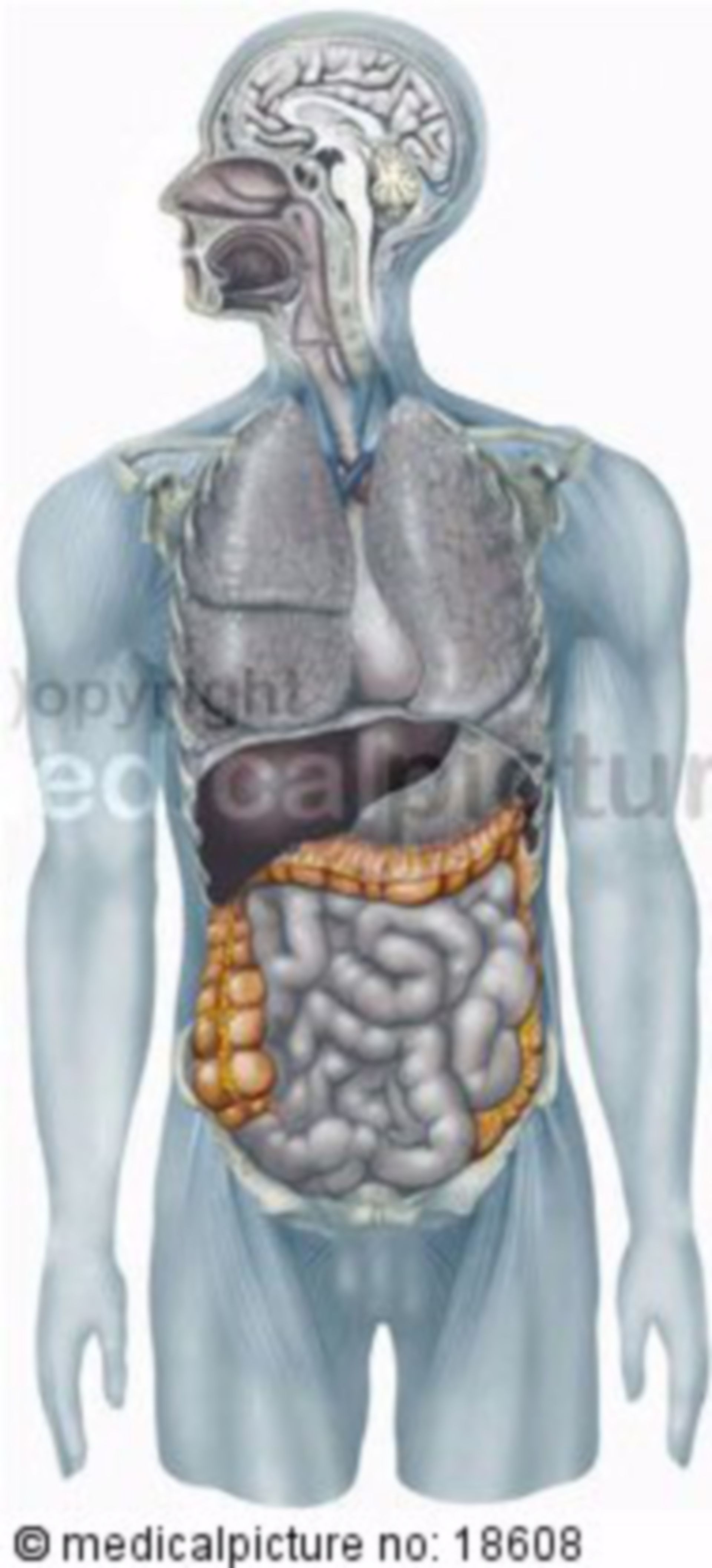 Thorax and abdominal organs