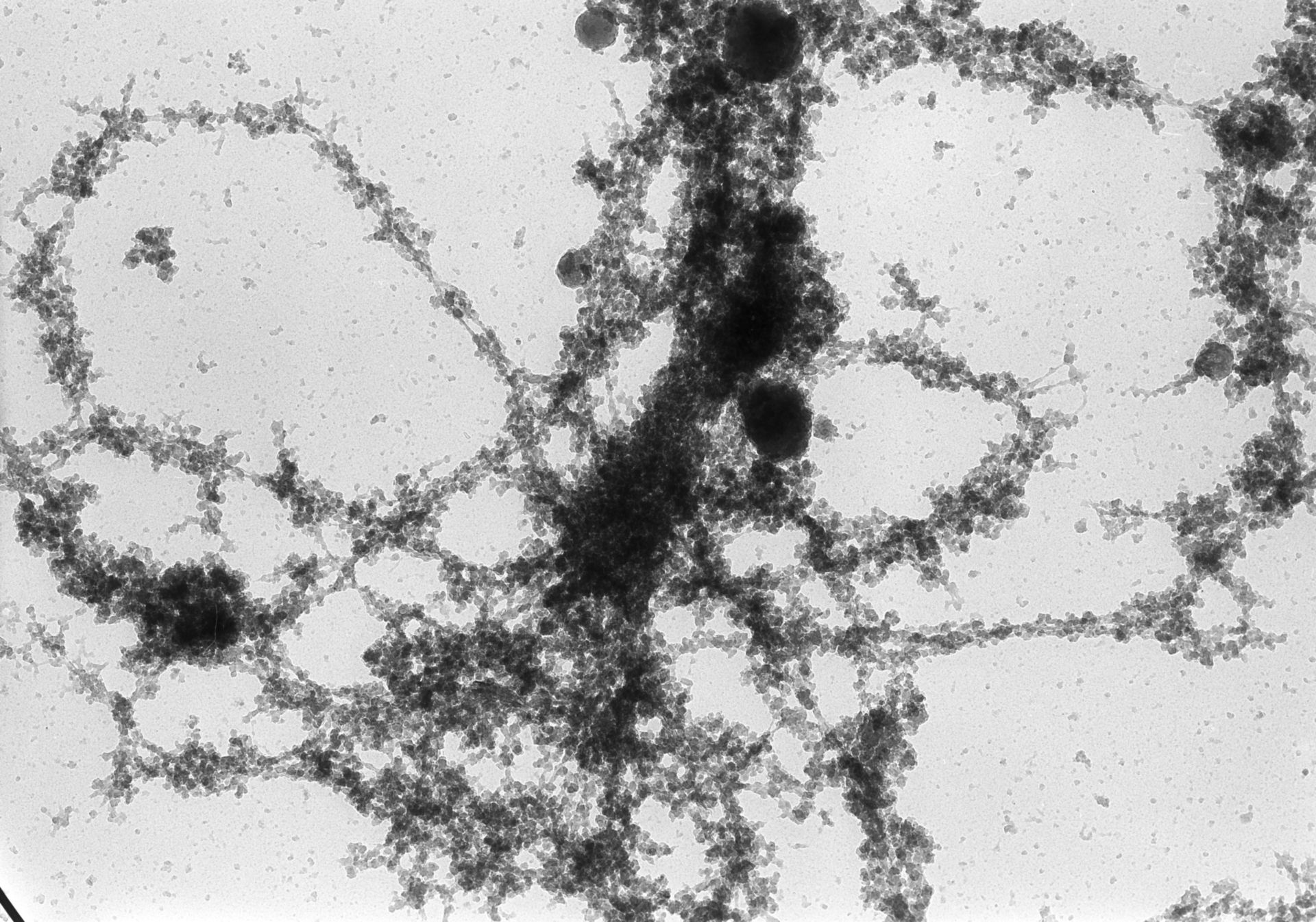 Notophthalmus viridescens (Lampbrush chromosomes) - CIL:10707