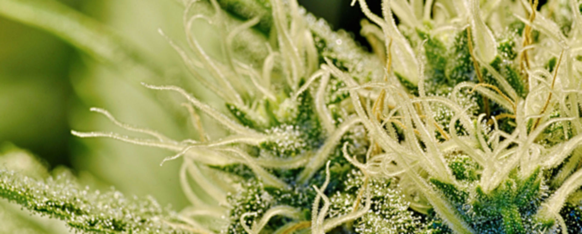 Cannabis Apothekern blüht was DocCheck