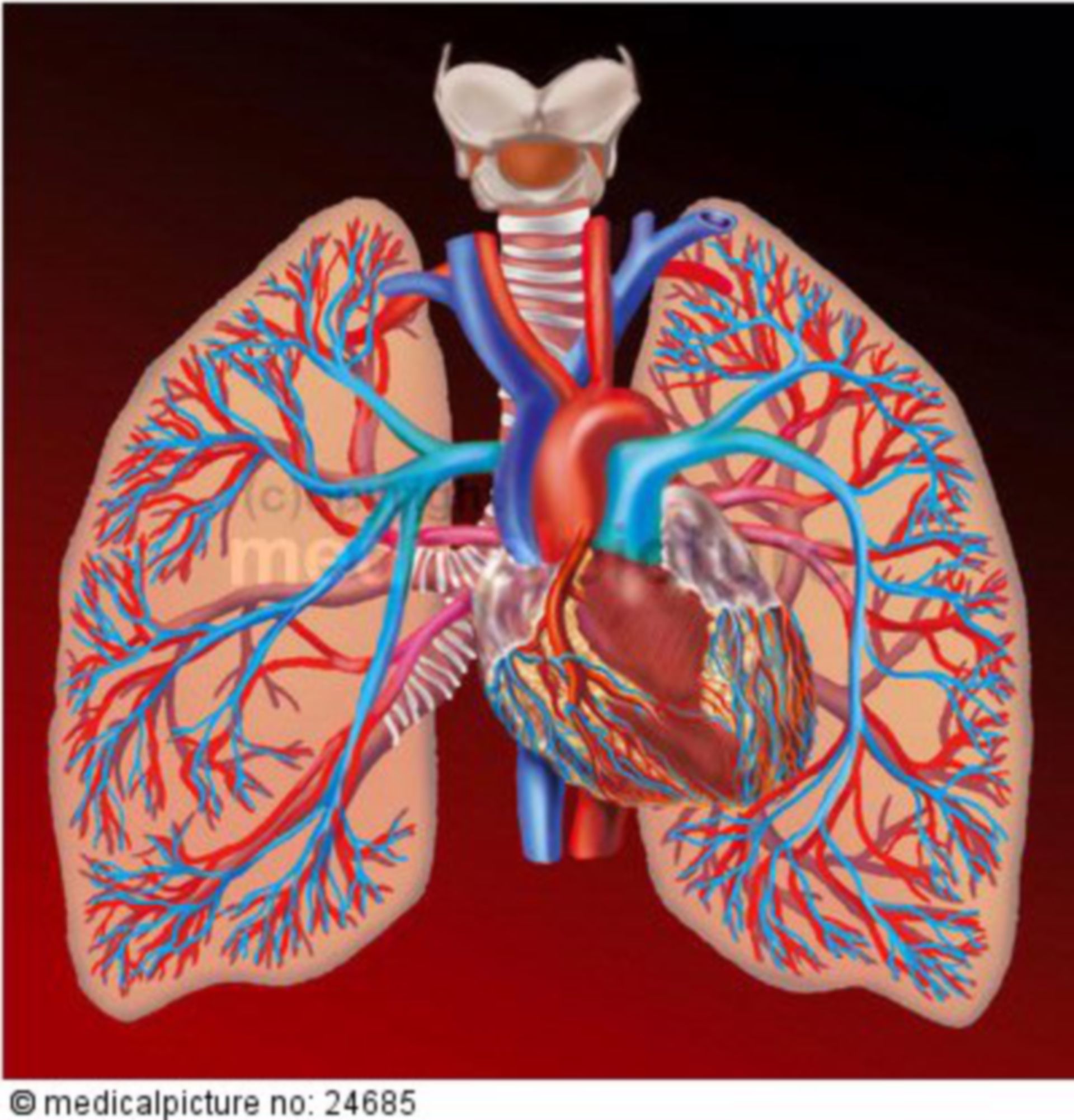 pulmonary circulation heart