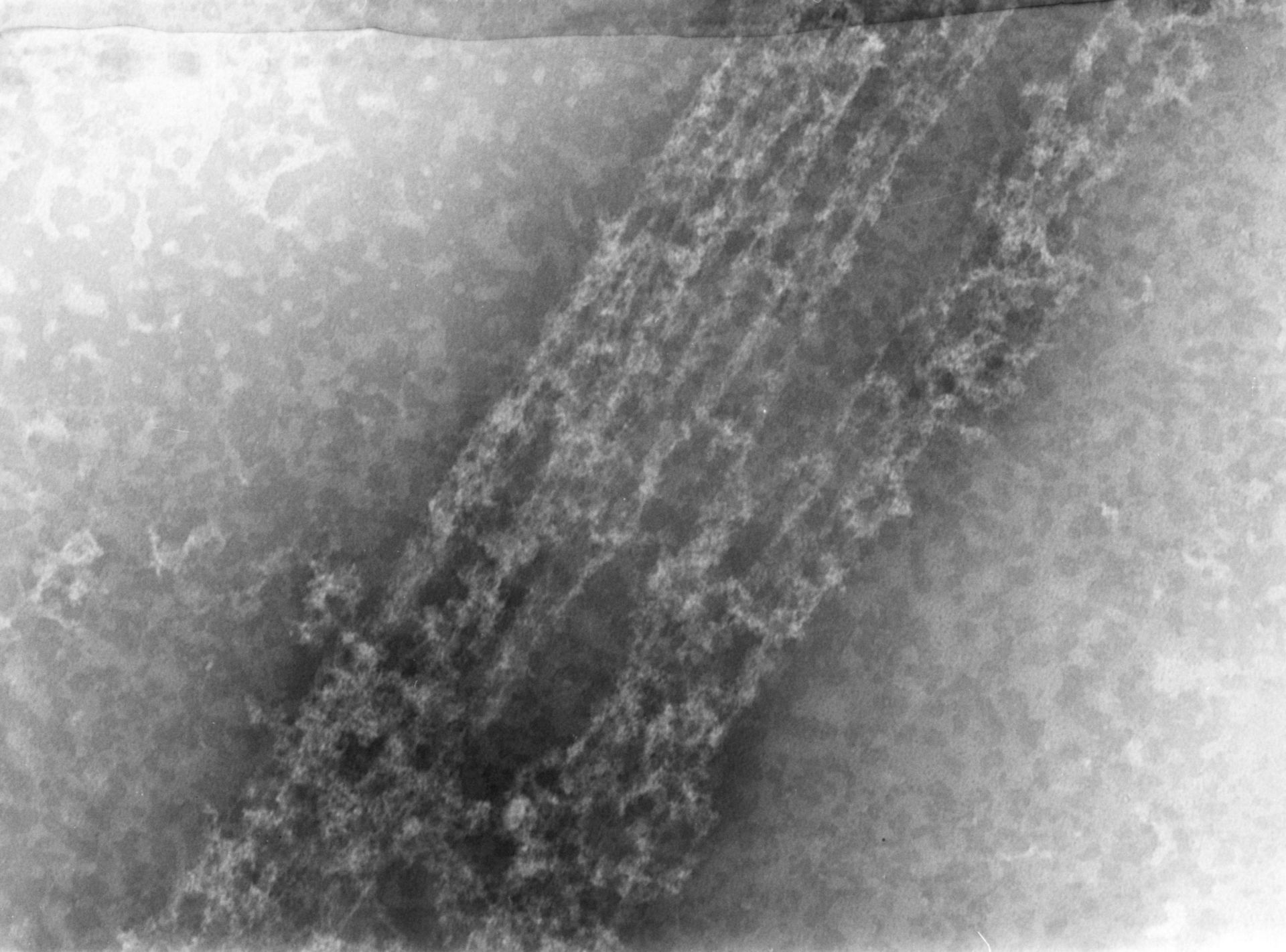 Notopthalmus viridescens (Nuclear chromatin) - CIL:7354