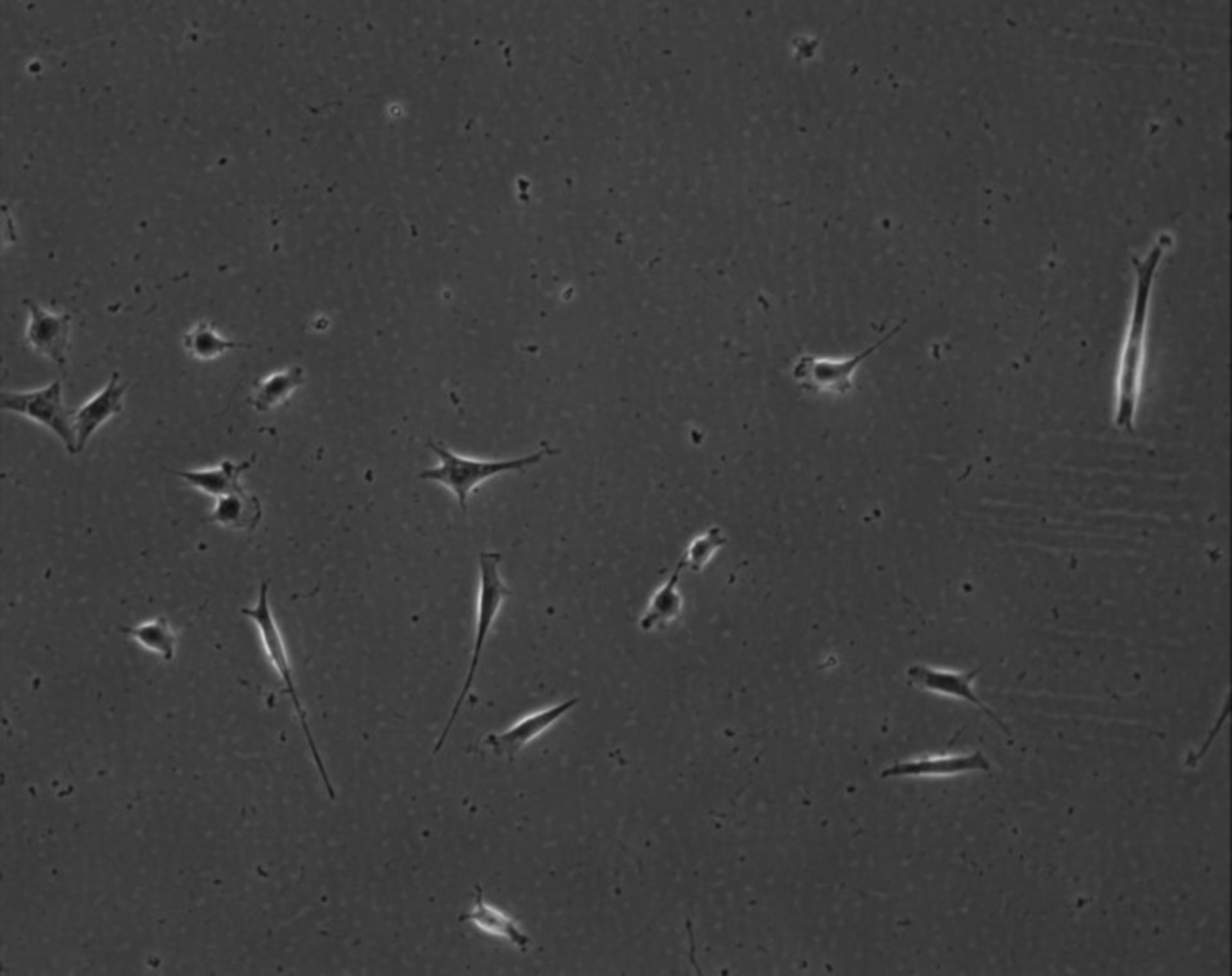 Mus musculus (Extracellular matrix part) - CIL:8964