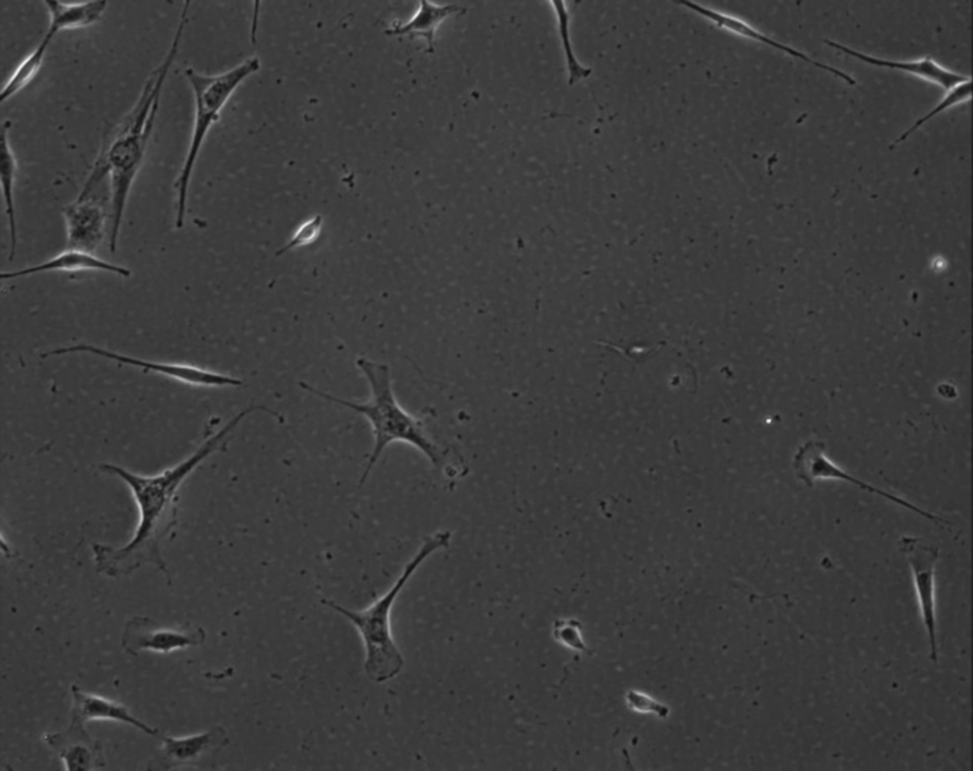 Mus musculus (Extracellular matrix part) - CIL:8997