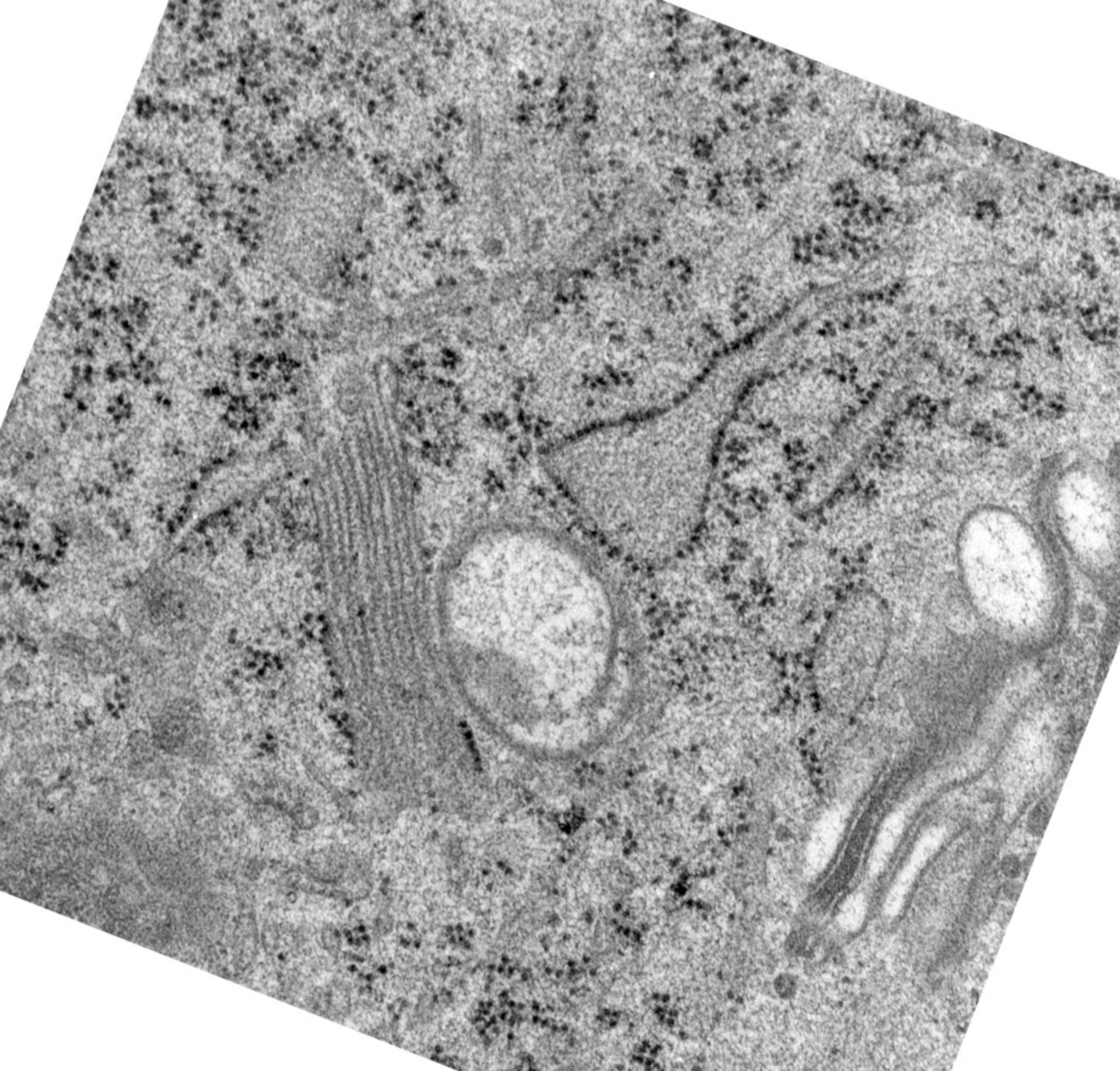 Rattus norvegicus (Golgi cisterna) - CIL:24481