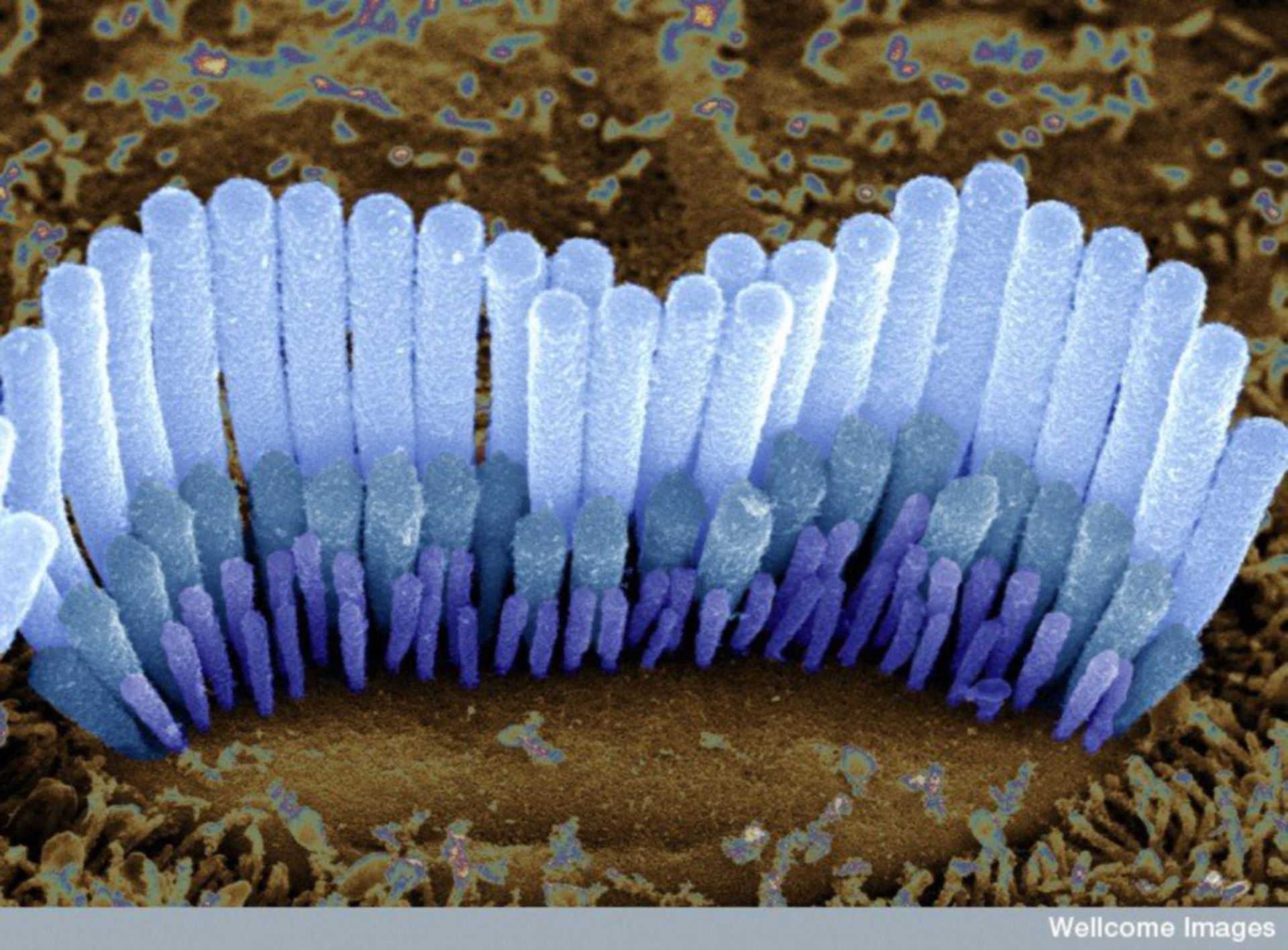 Mikrovilli Mikroskopie