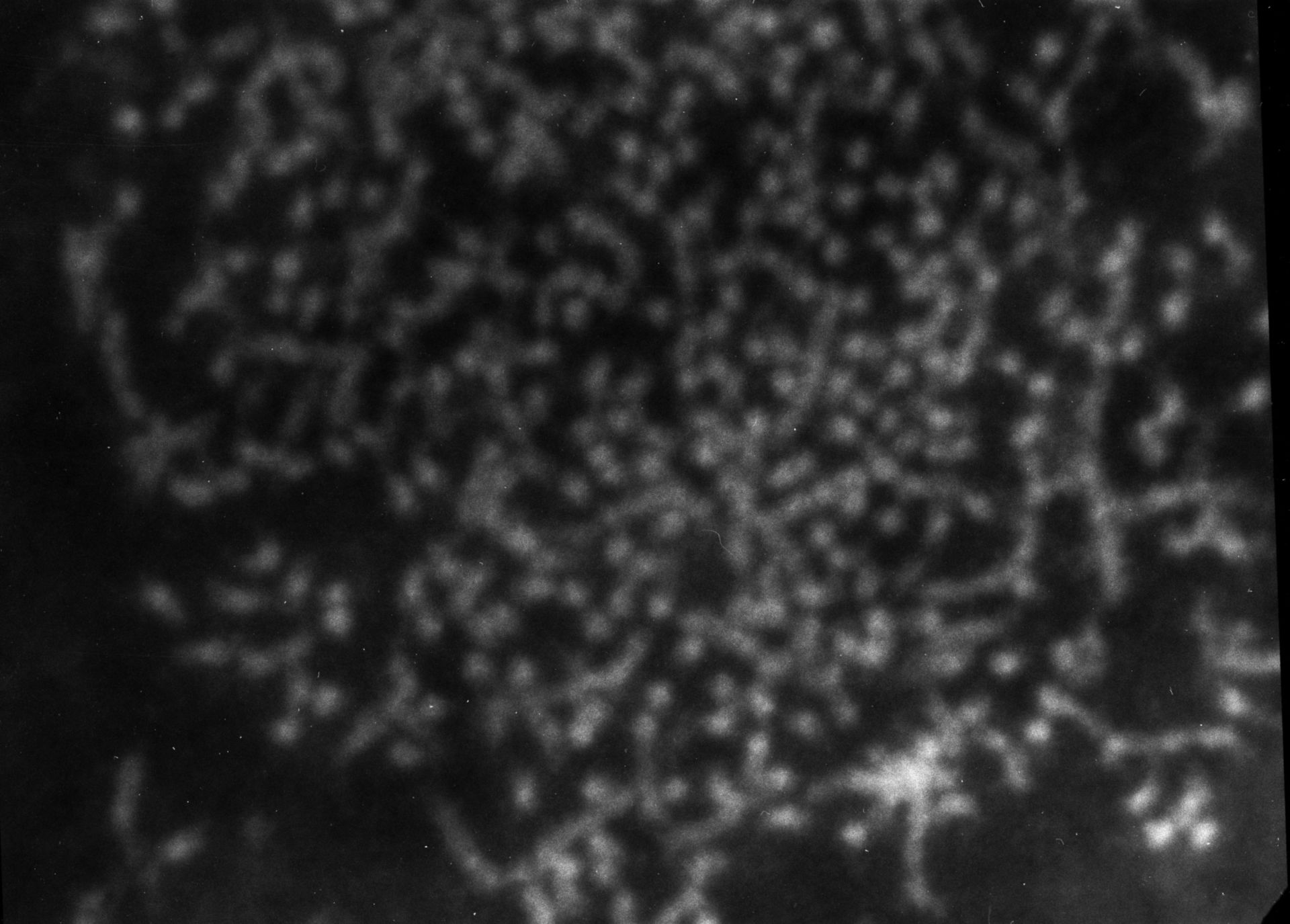 Patiria miniata (Nuclear chromatin) - CIL:774