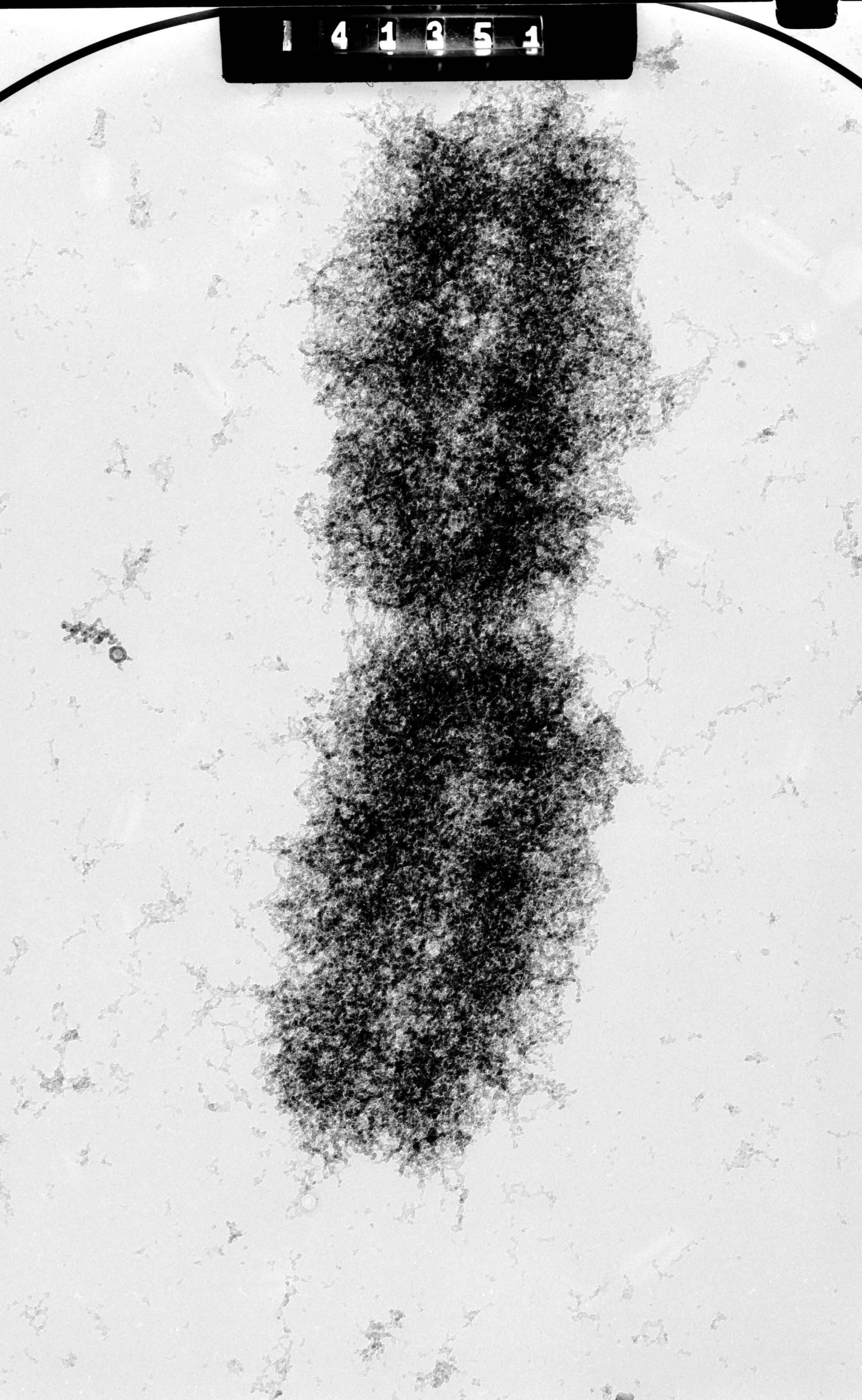 Mus musculus (Nuclear chromosome) - CIL:40684