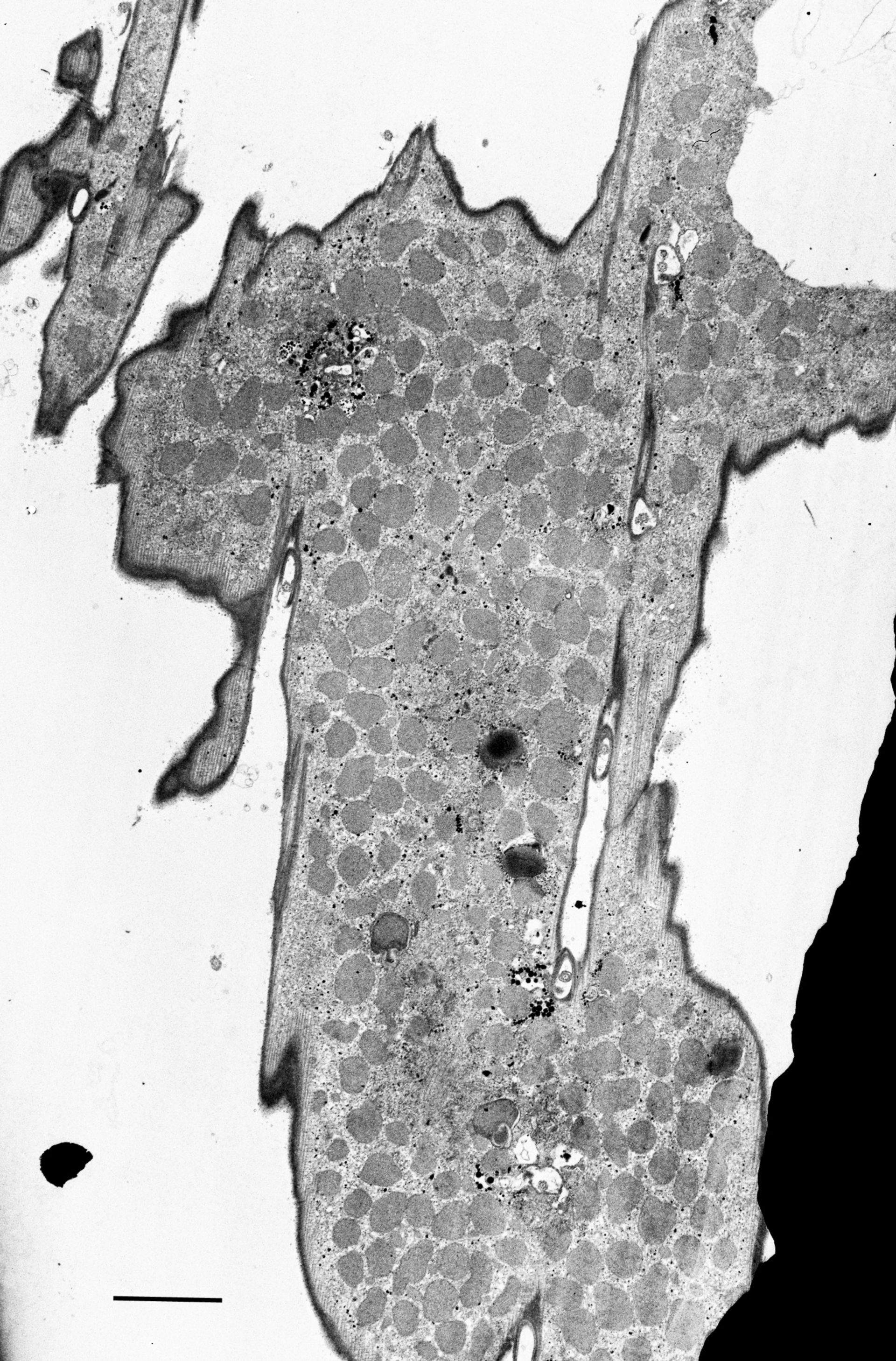 Euplotes sp. (Dorsal mitochondria) - CIL:12332