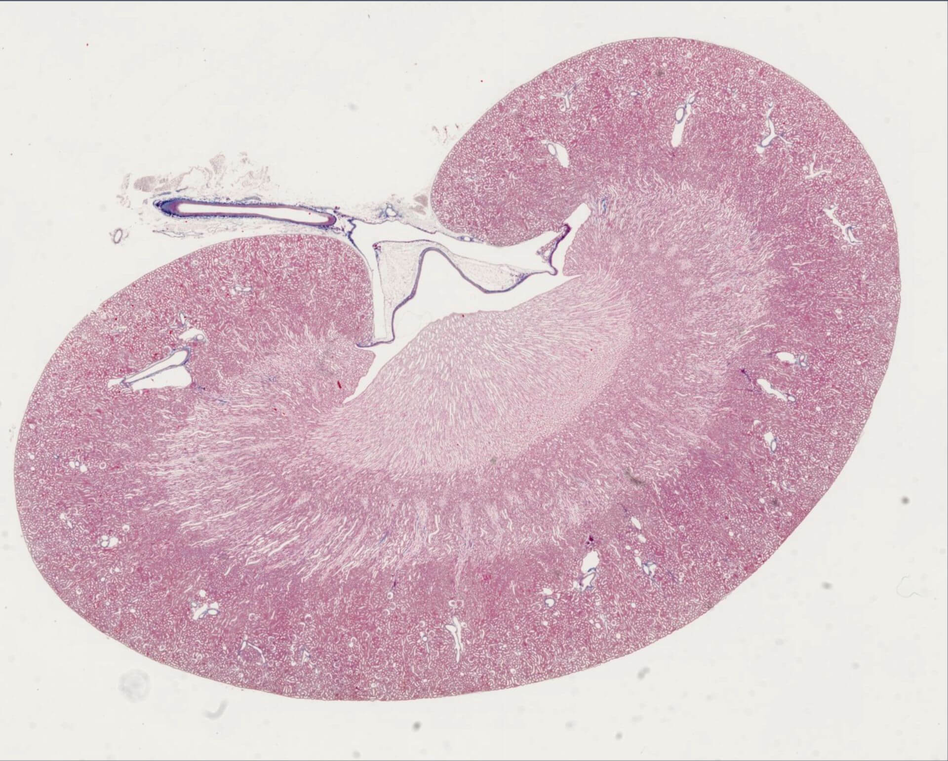 Histologie - Niere