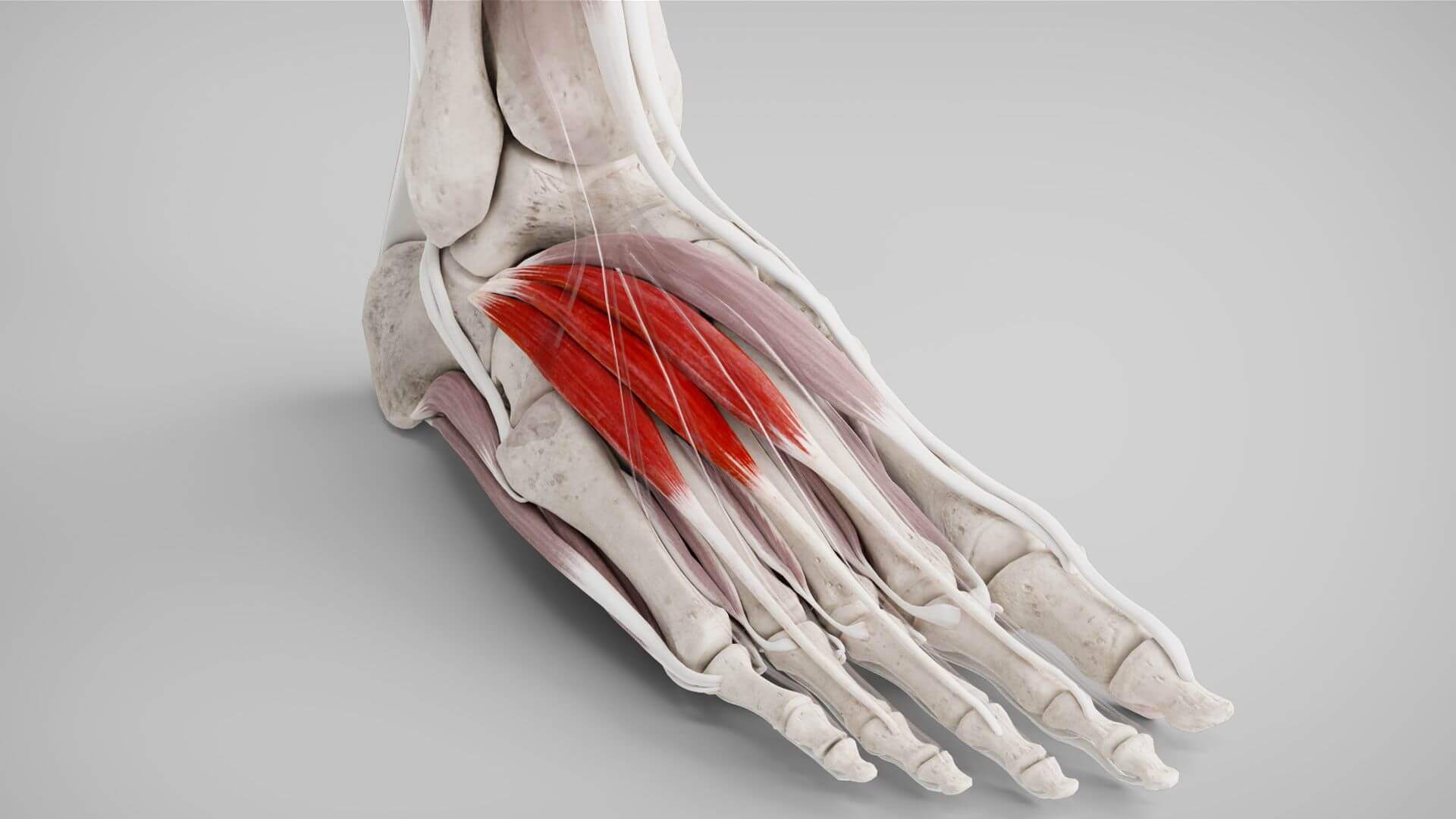 Musculus extensor digitorum brevis