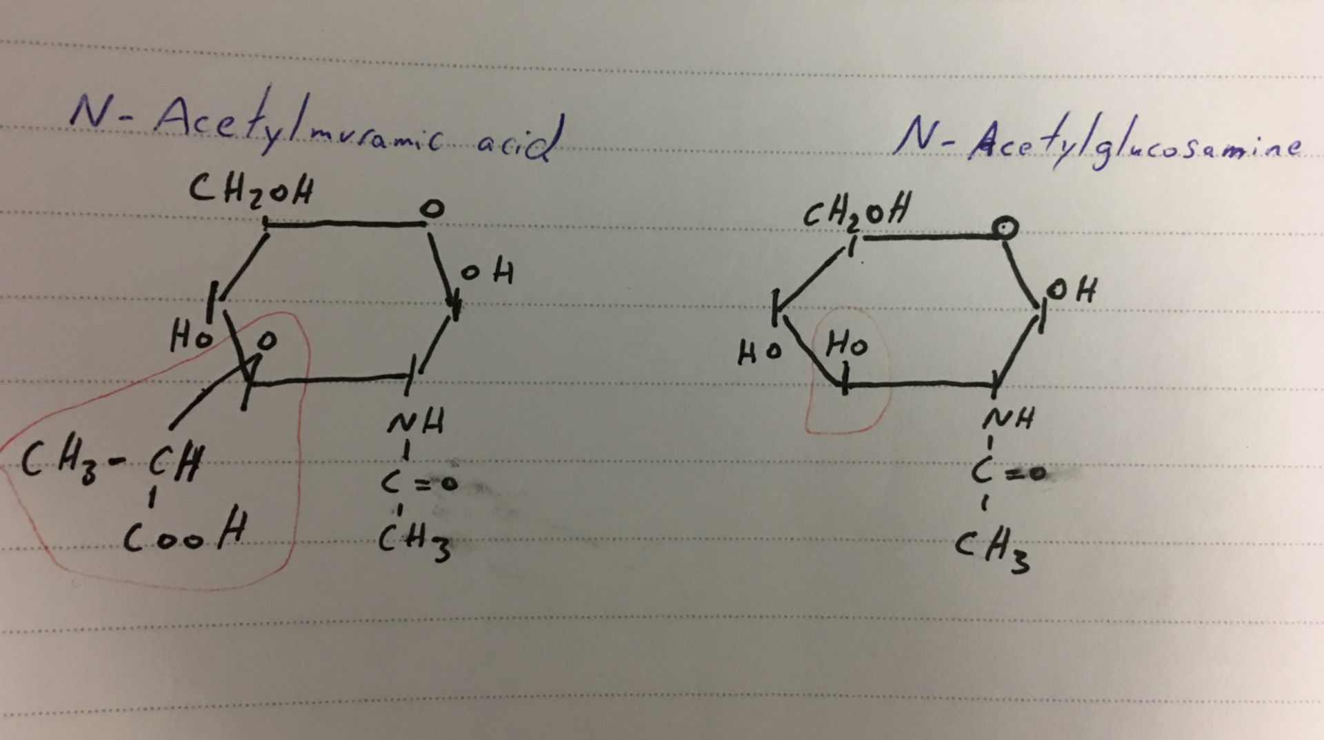 N-Acetylglucosamid