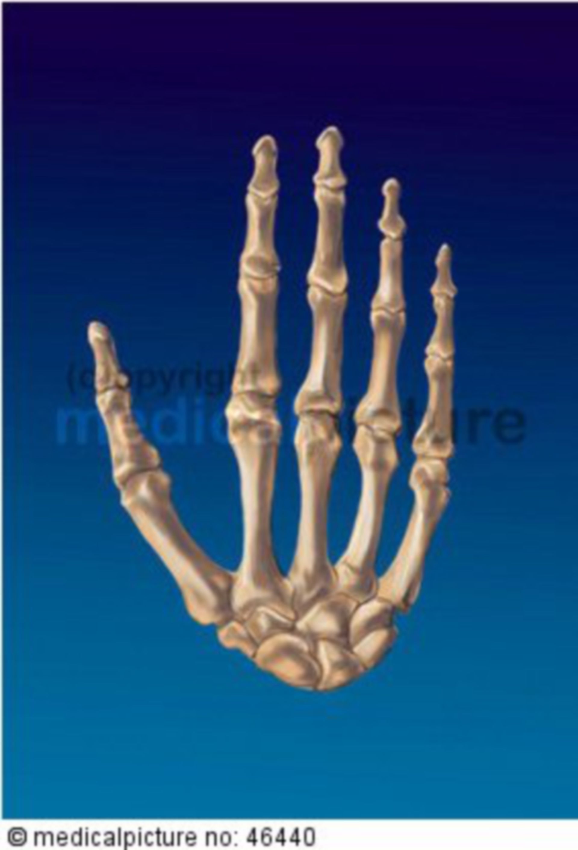 Hand skeleton