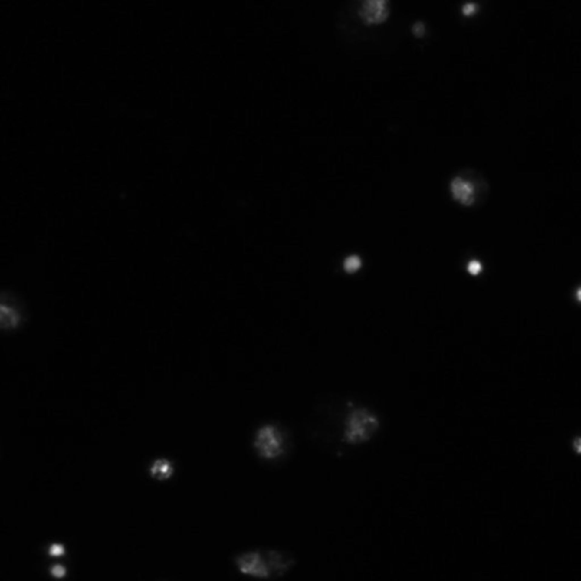 Drosophila melanogaster (DNA) - CIL:21755