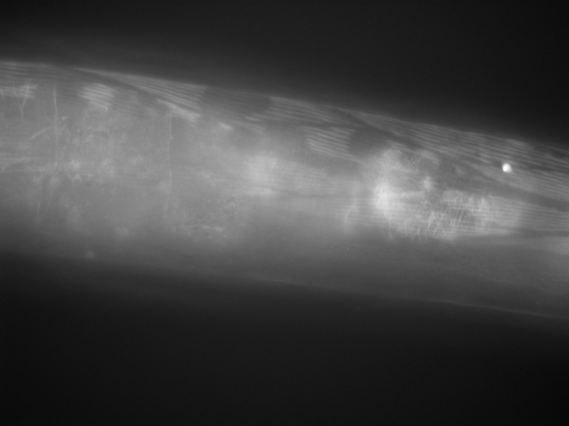 Caenorhabditis elegans (Actin filament) - CIL:1281