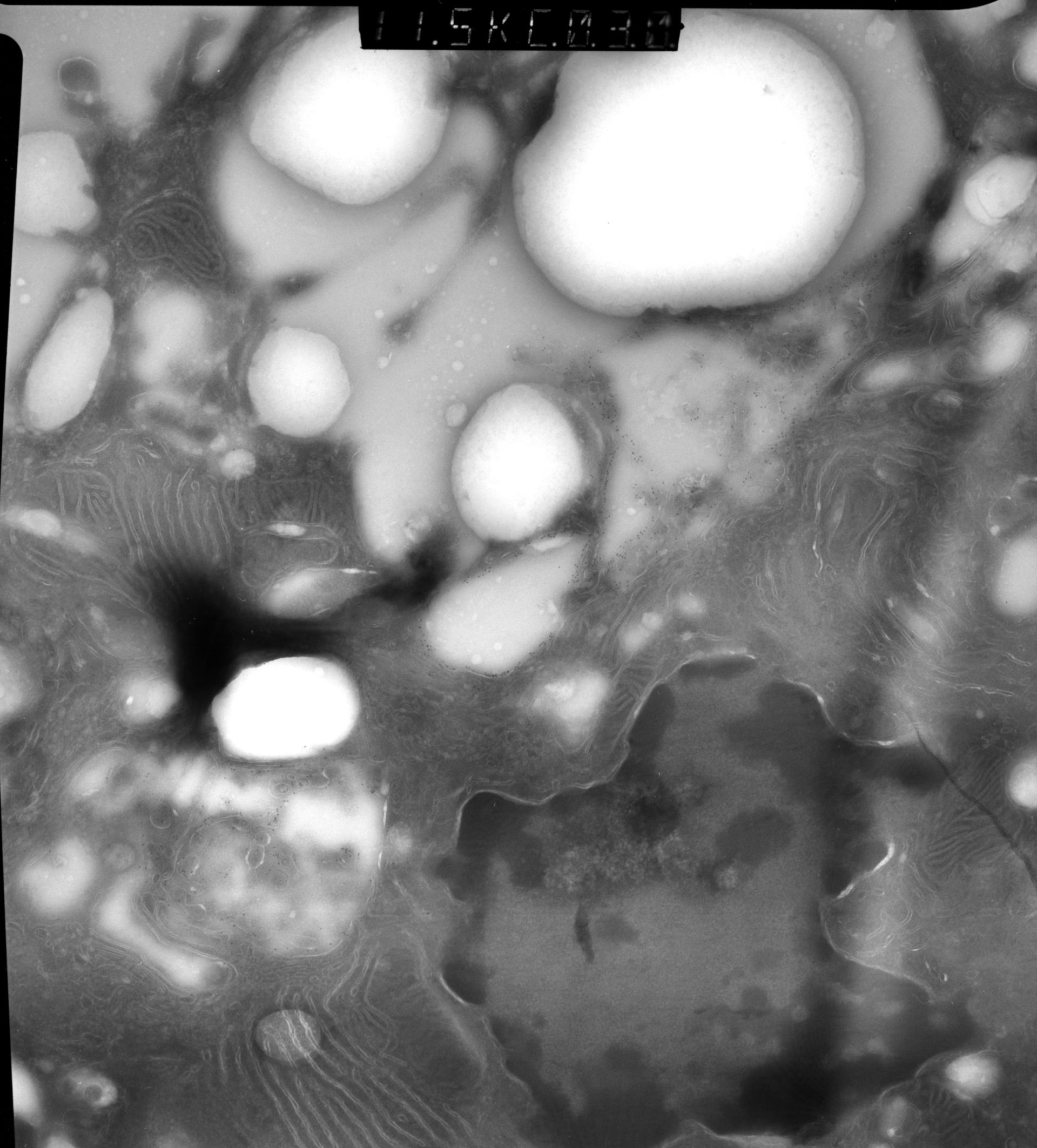 Rattus rattus (Mitochondrion) - CIL:12867