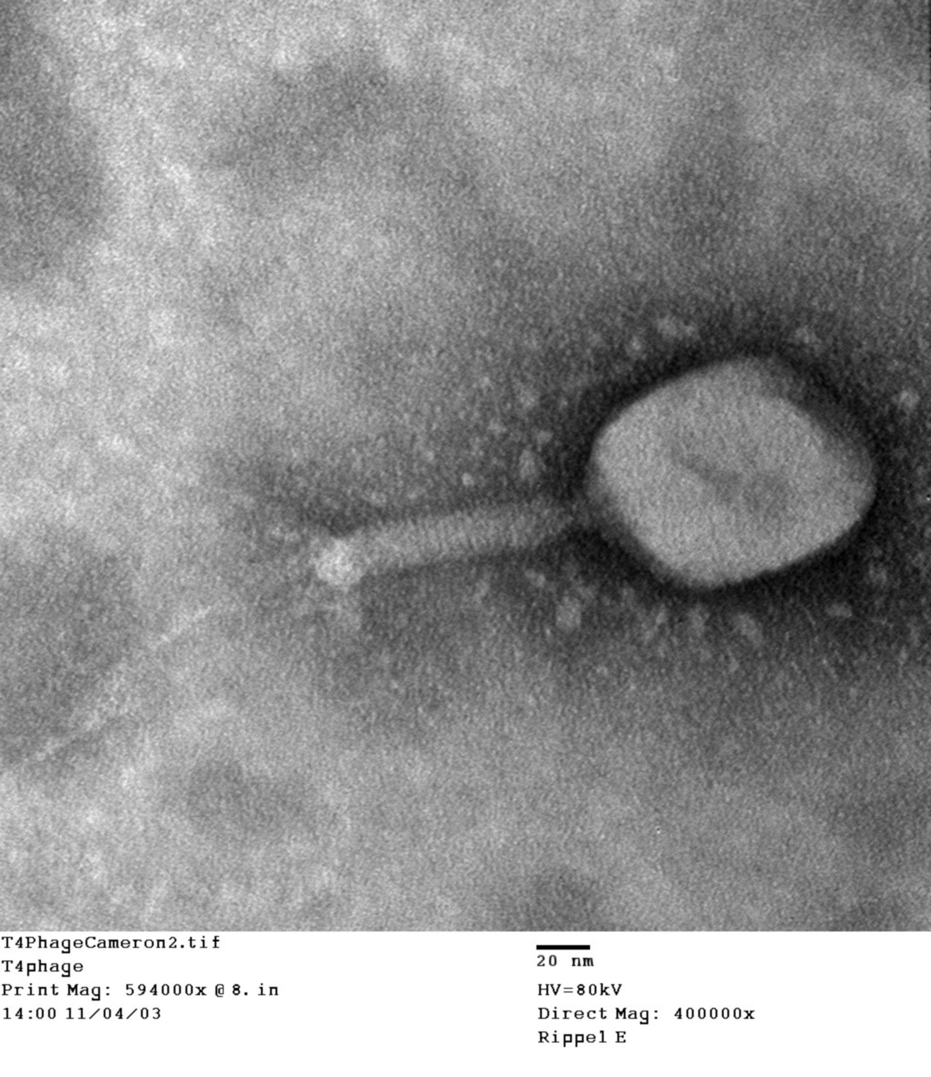 Enterobacteria phage T4 (Phage tail fibers) - CIL:41128