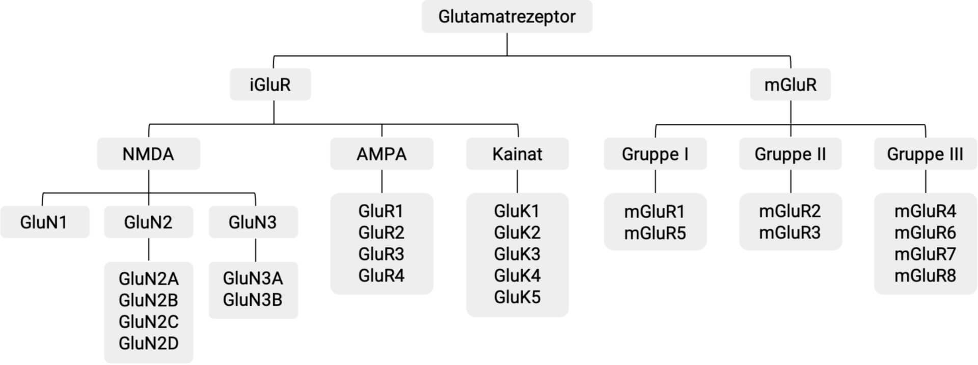 Klassifikation der Glutamatrezeptoren
