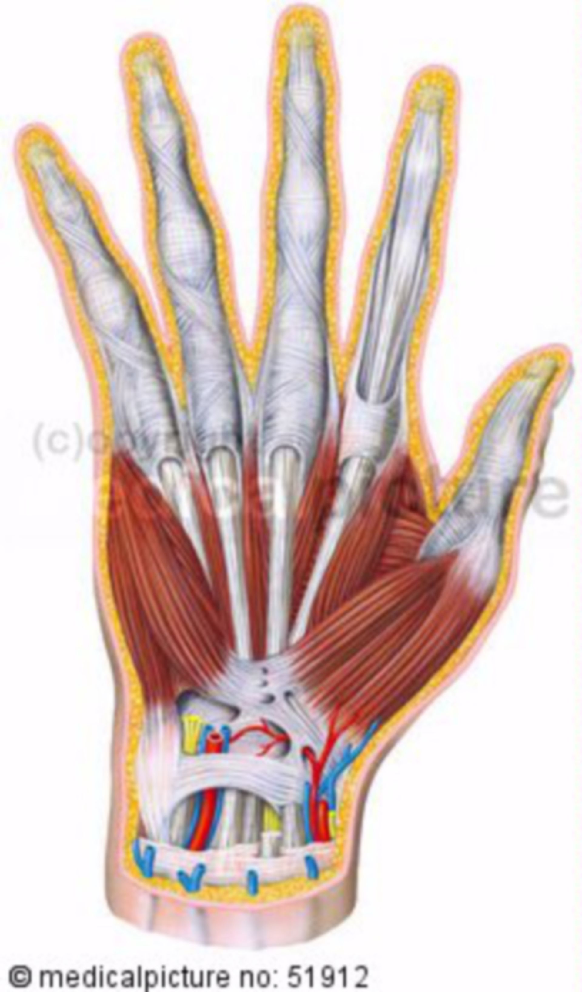Muscles and tendons of the right palmar