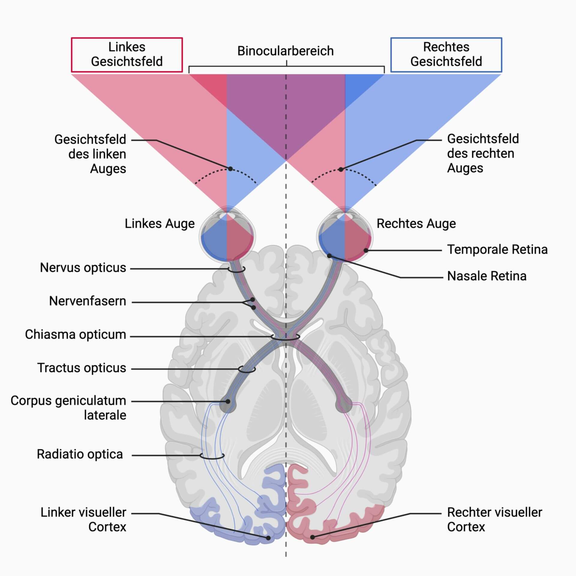 Chiasma opticum