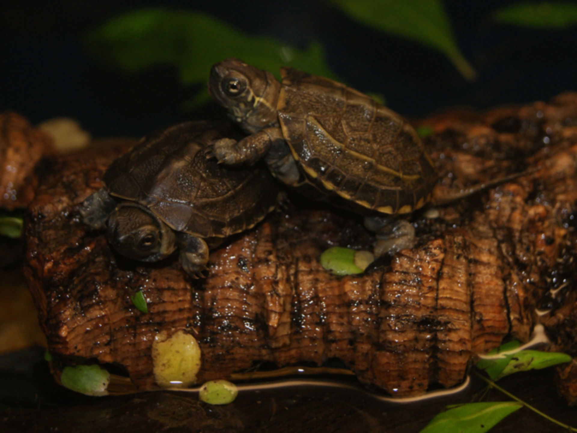 Yellow pond turtle