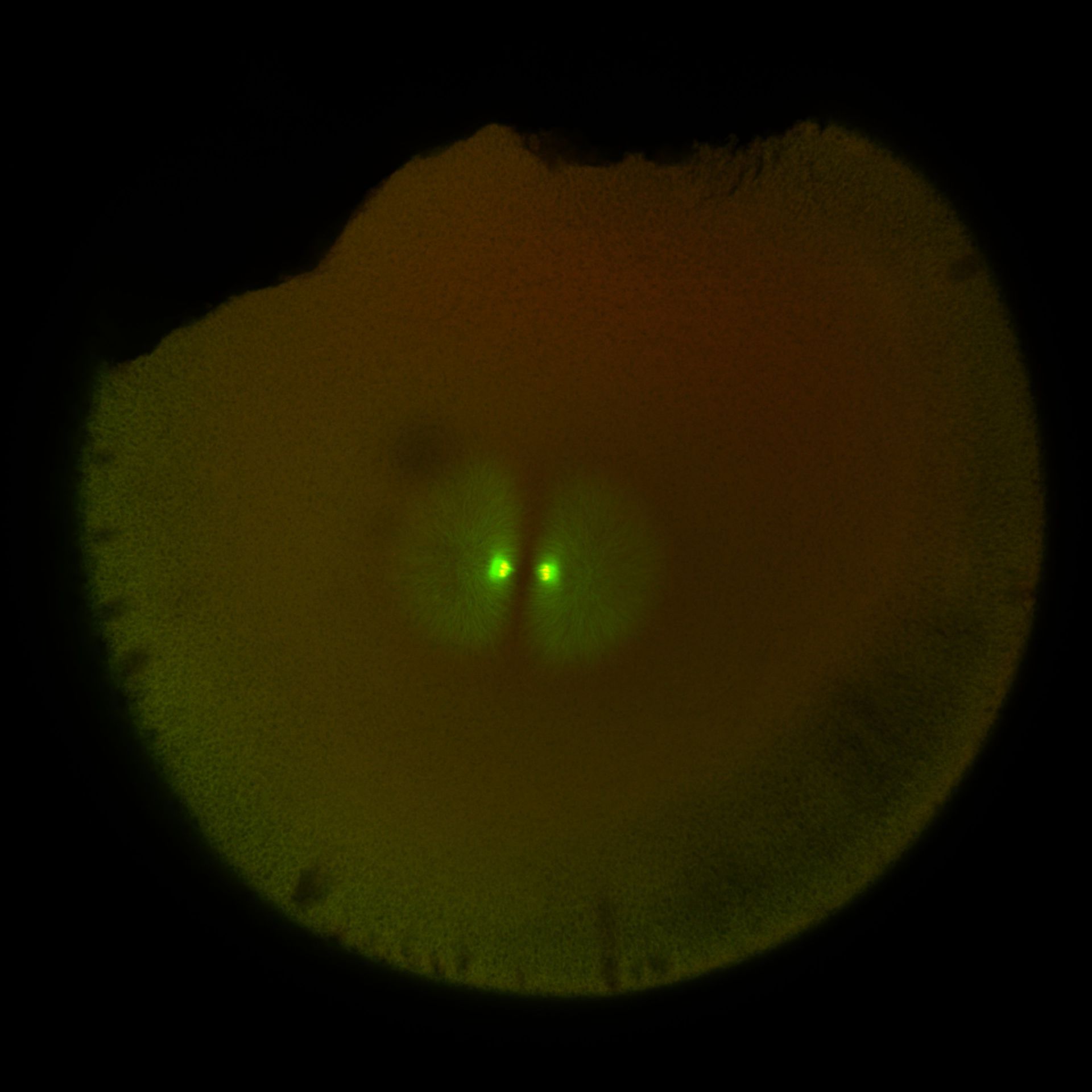 Xenopus laevis (DNA) - CIL:36576