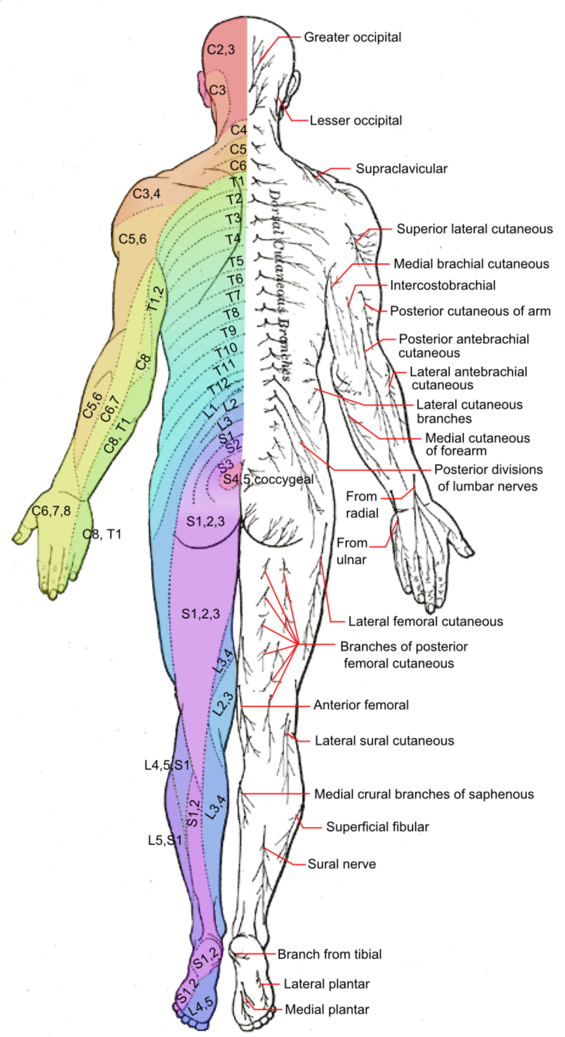 Dermatomes_and_cutaneous_nerves_-_posterior