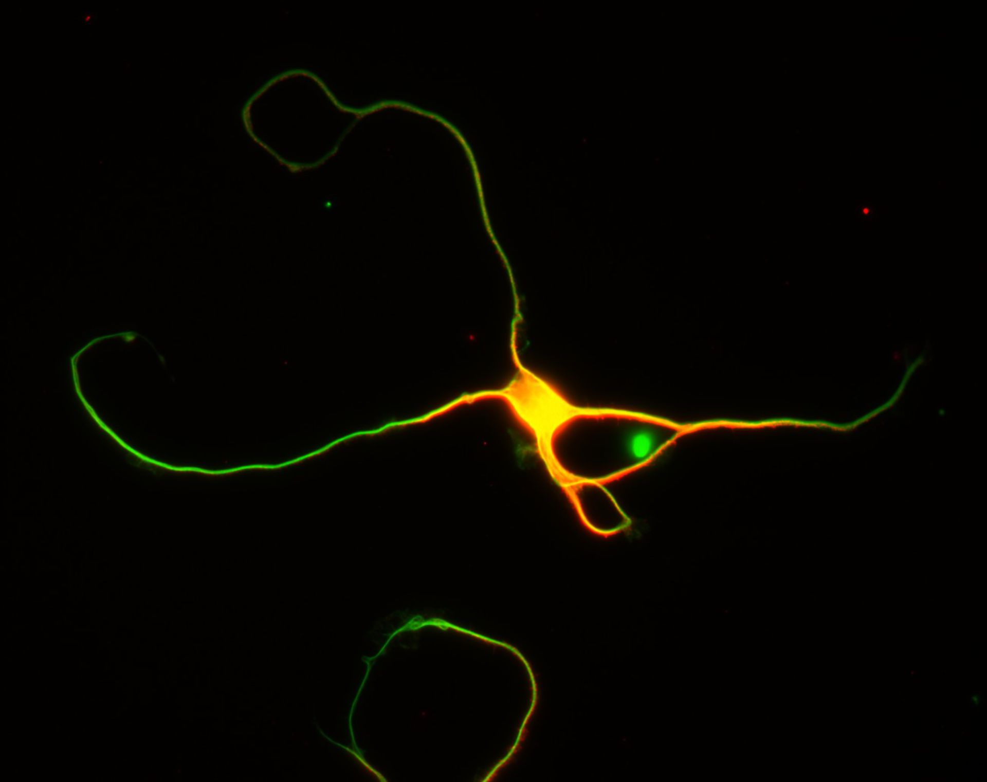 Rattus (Dendrite) - CIL:8482