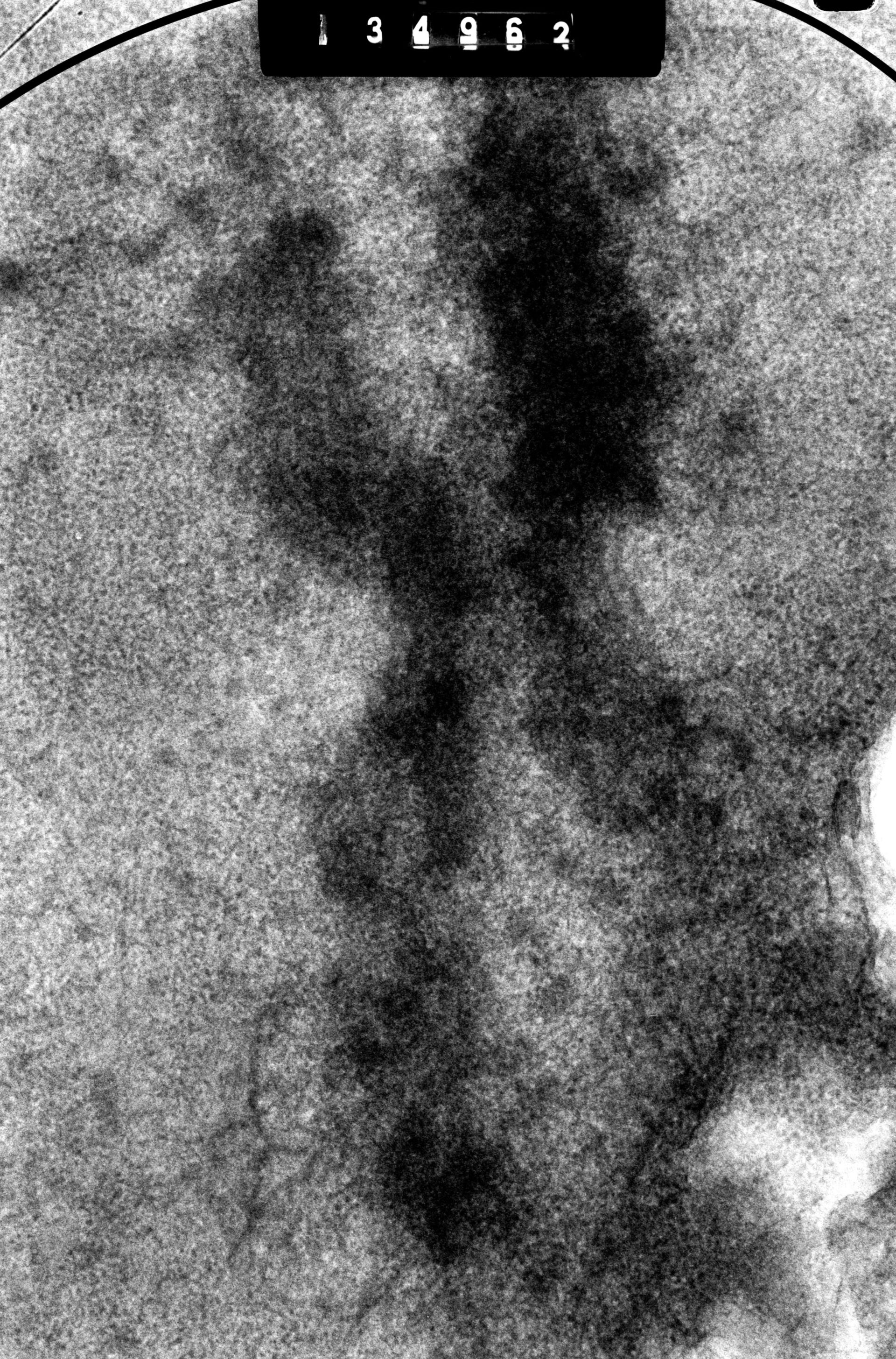 Cricetulus griseus (Nuclear chromosome) - CIL:41720