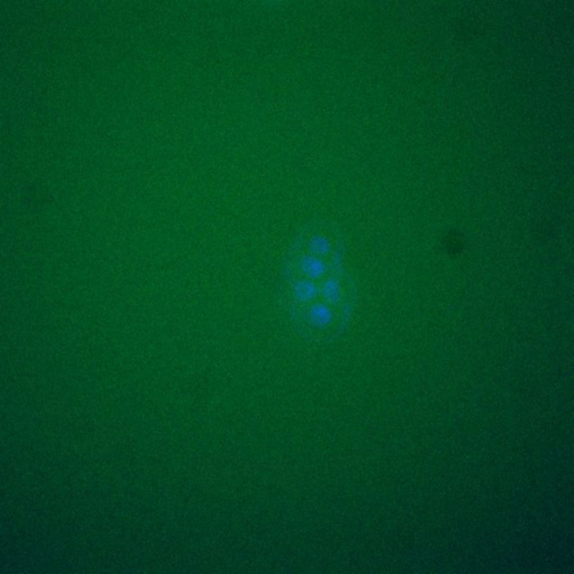 Saccharomyces cerevisiae (DNA replication preinitiation complex) - CIL:39534