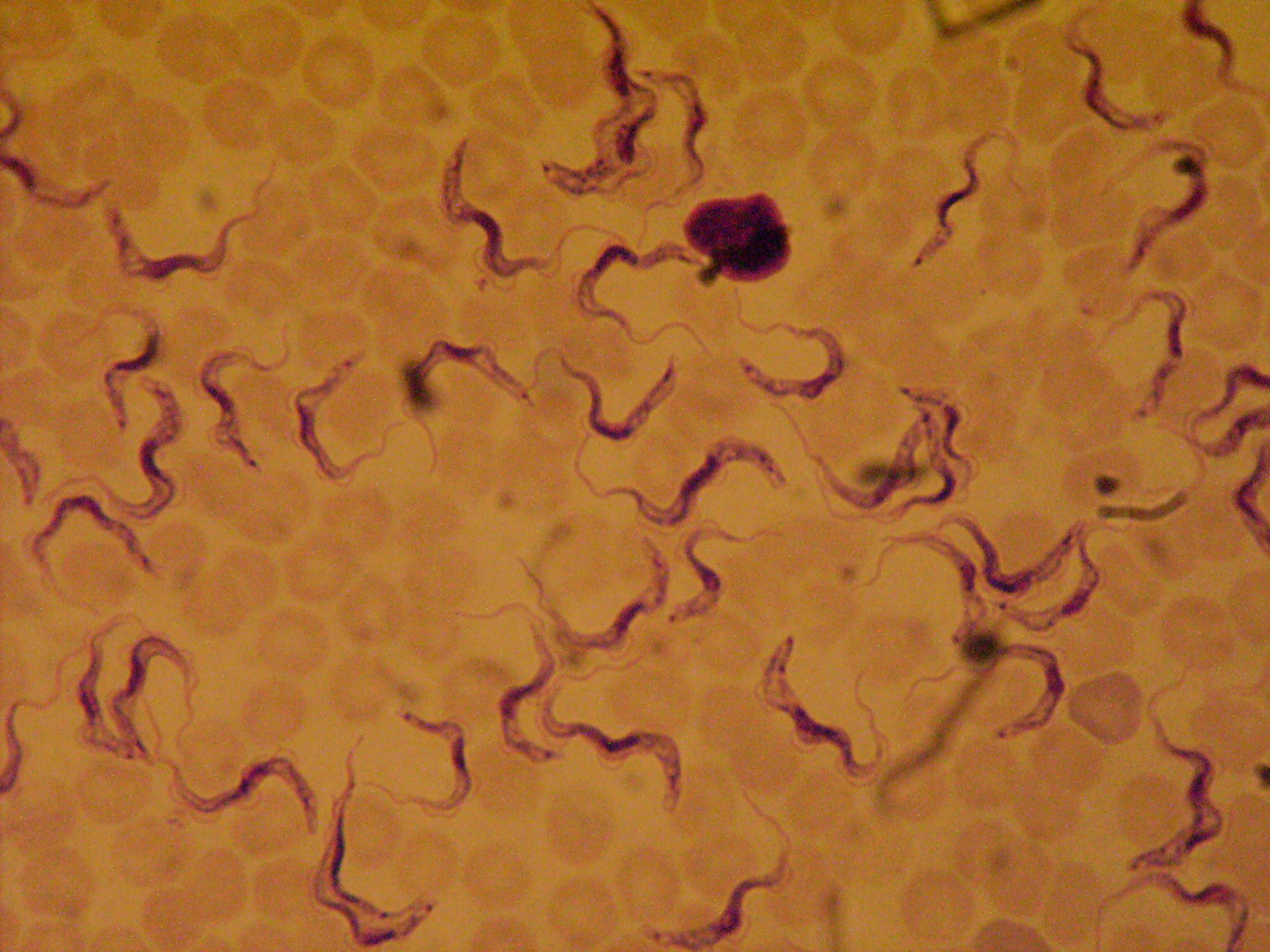 Trypanosoma species
