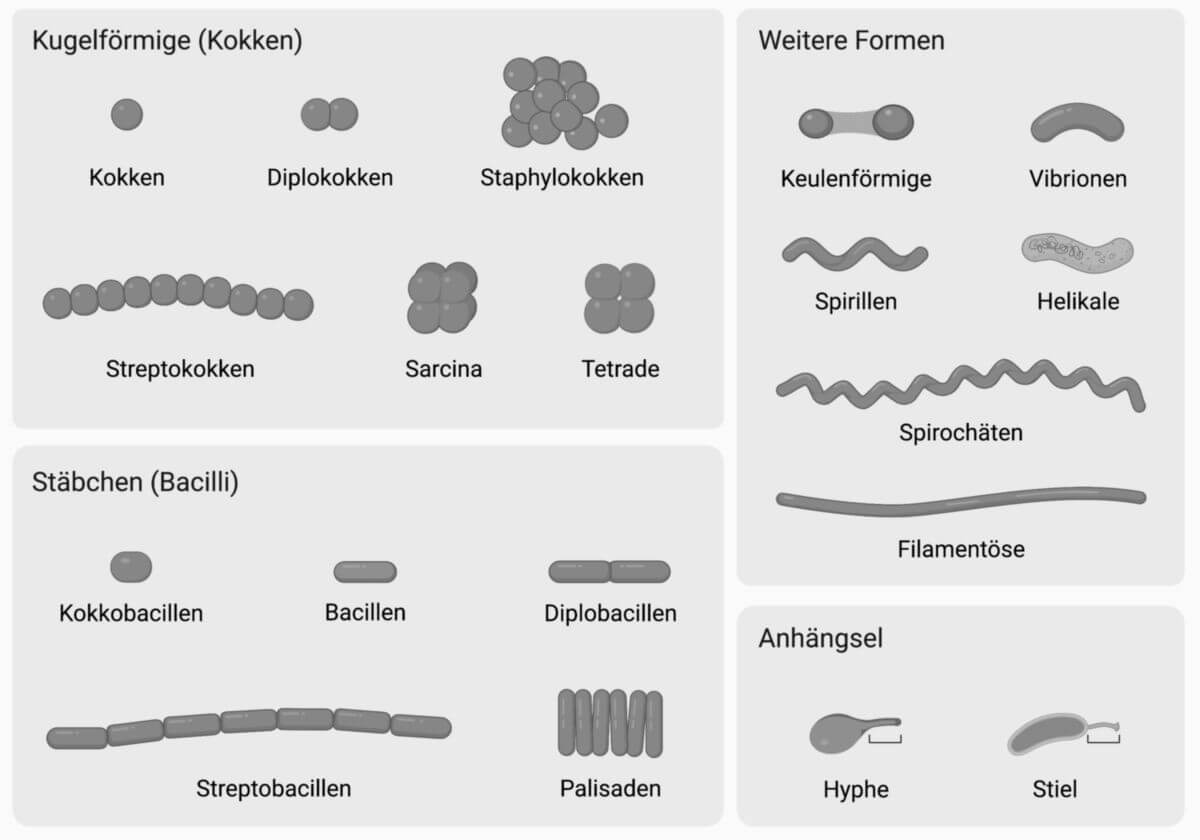 Bakterielle Morphologie