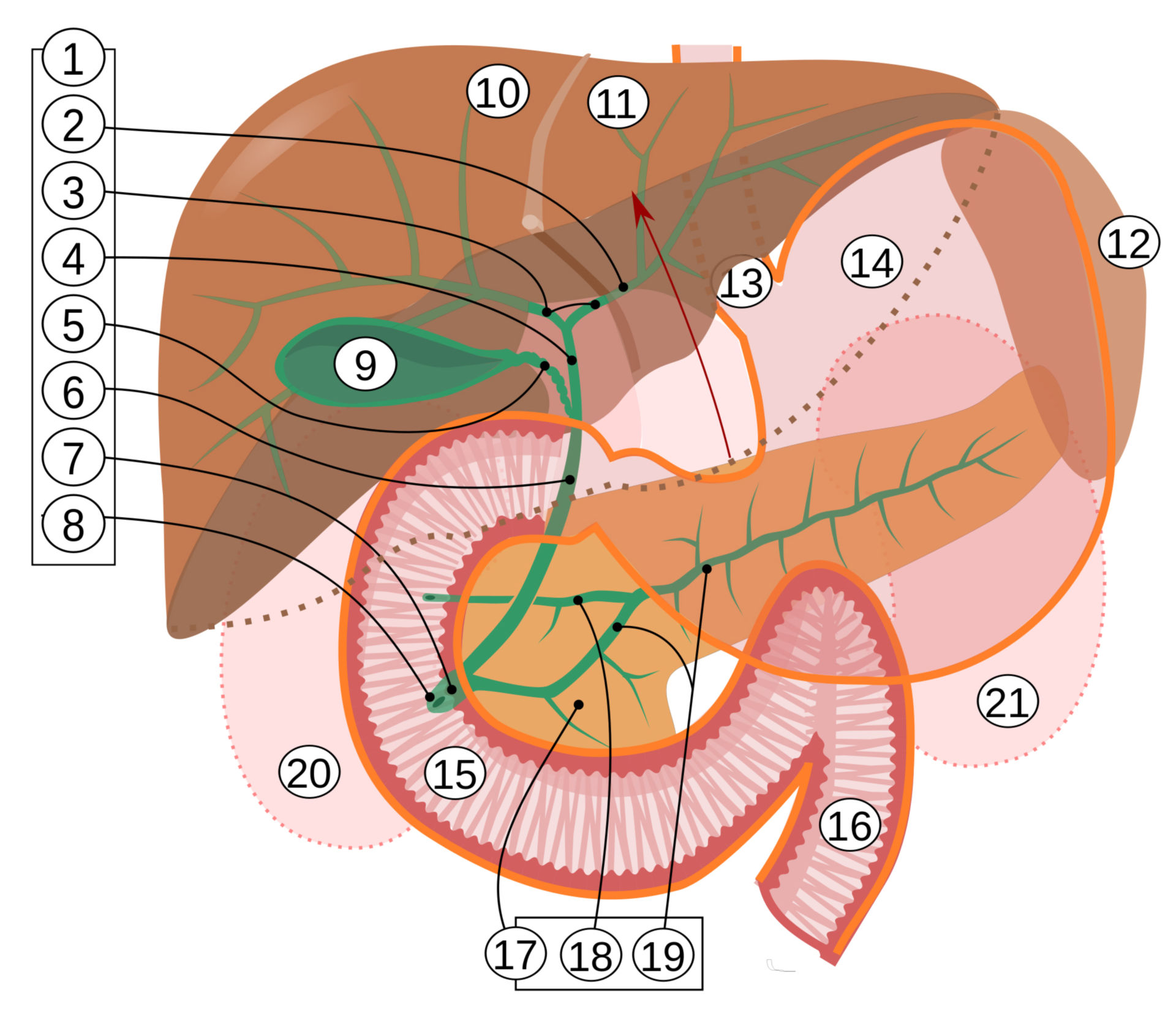Gastrointestinaltrakt: Leber, Pankreas und biliäres System (Schema)