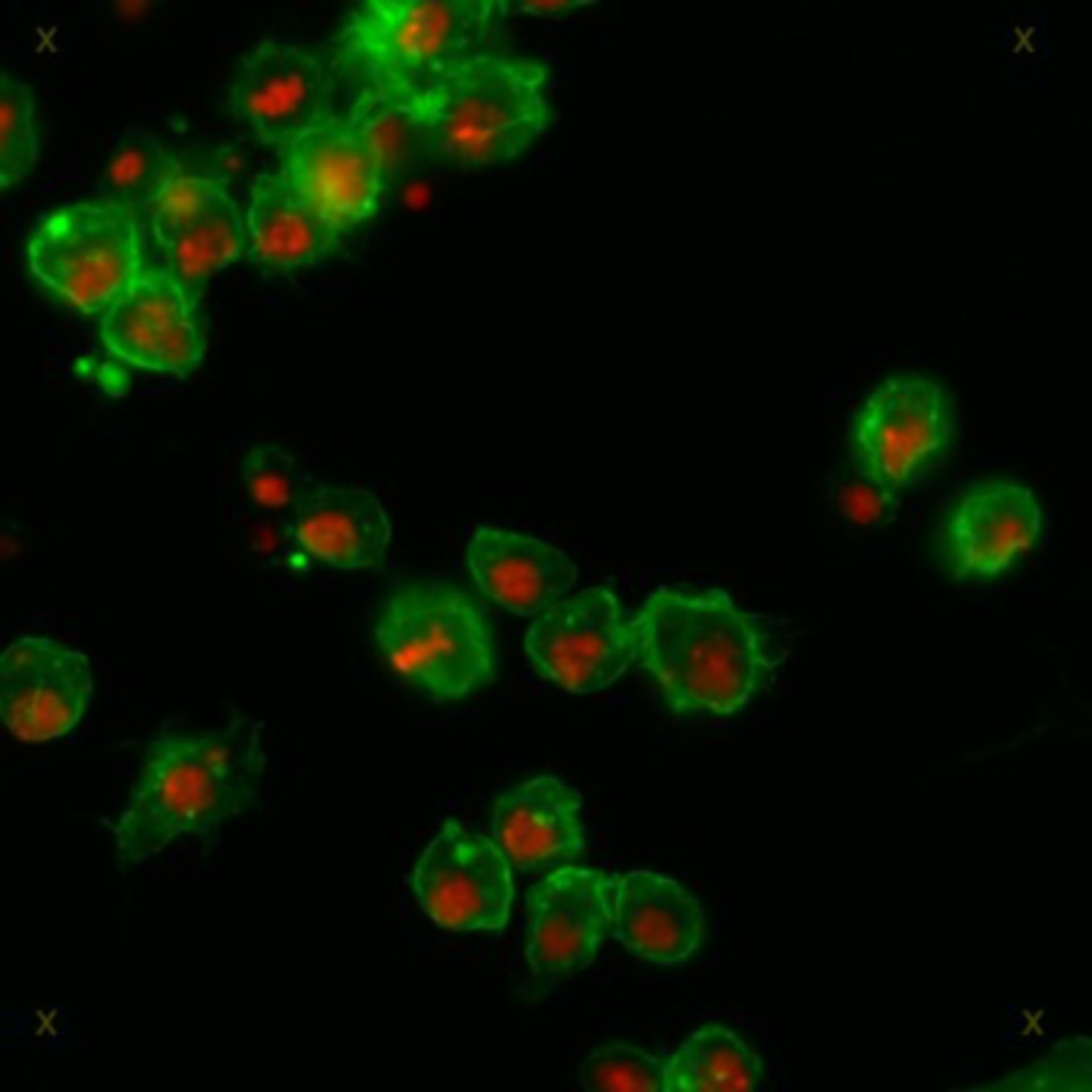 Drosophila melanogaster (Actin filament) - CIL:32135