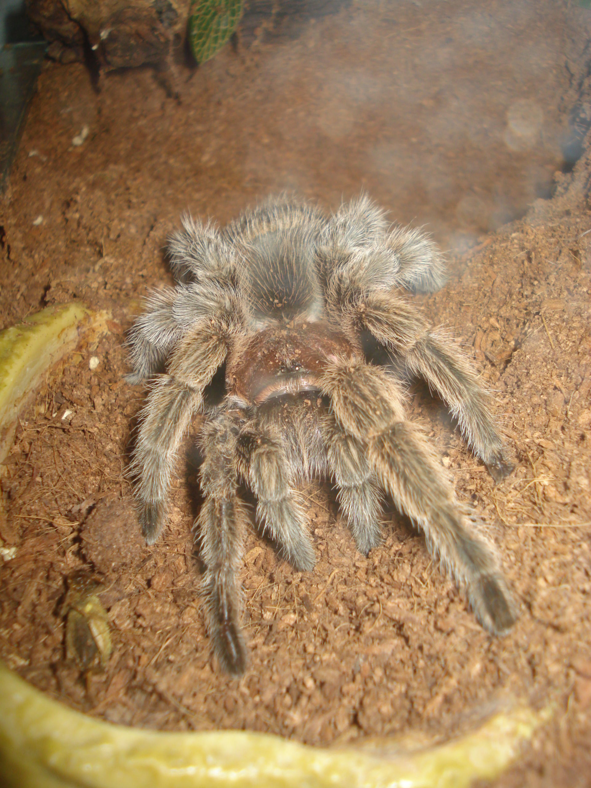 Medicina veterinaria: Grammostola rosea (4)