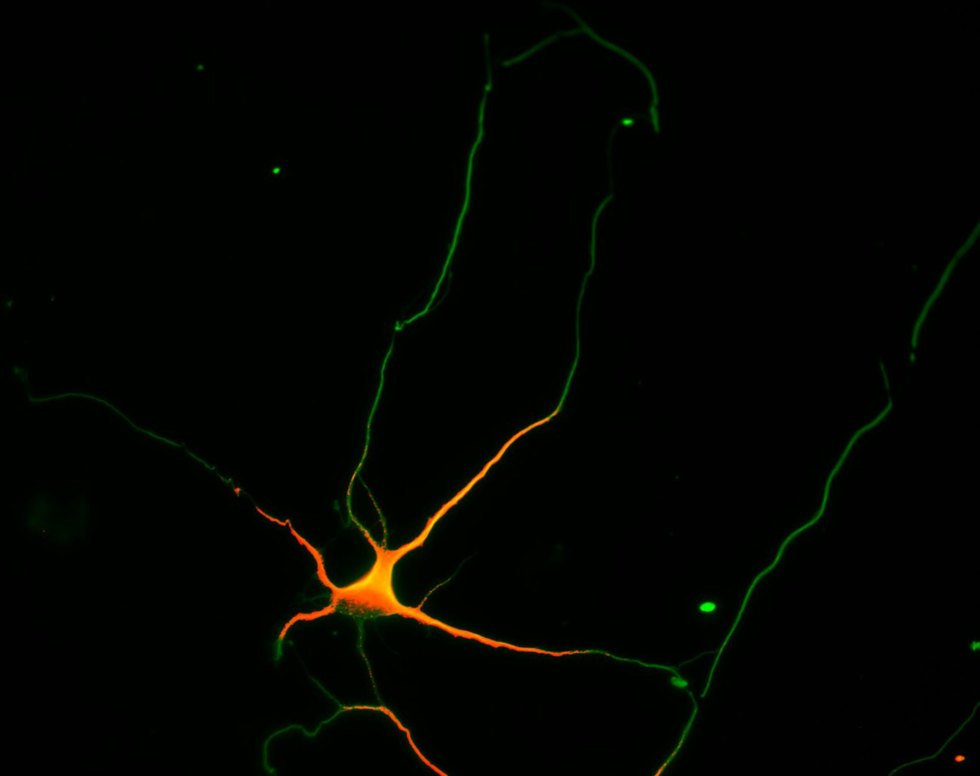 Rattus (Dendrite) - CIL:8282