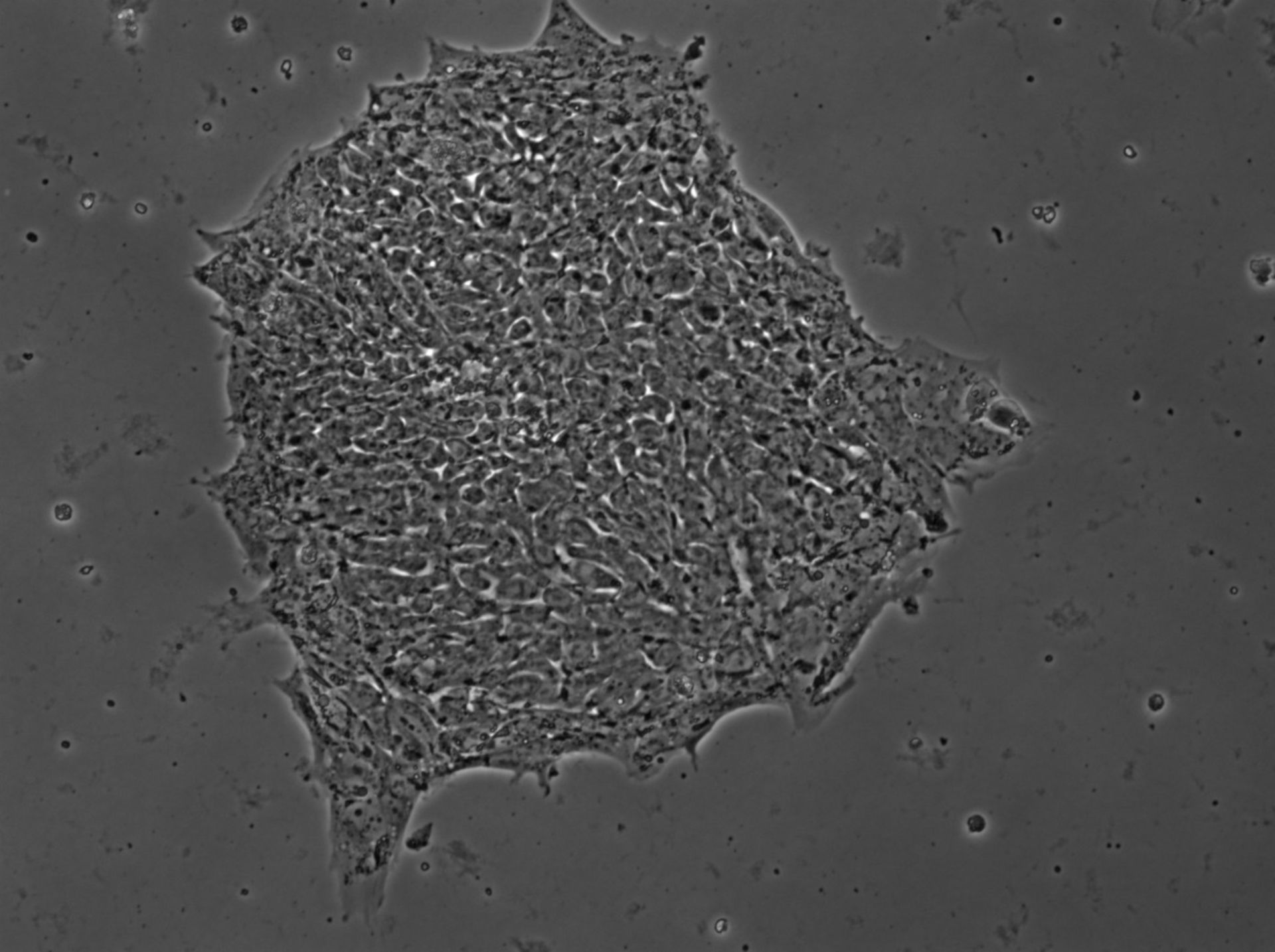Homo sapiens (Cell) - CIL:12626