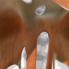 Centrum tendineum DocCheck Flexikon