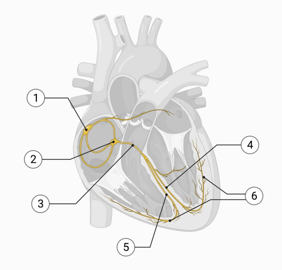 Strukturen des Reizleitungssystems: (1) Sinusknoten, (2) AV-Knoten, (3) His-Bündel, (4) linker Tawara-Schenkel, (5) rechter Tawara-Schenkel, (6) Purkinje-Fasern