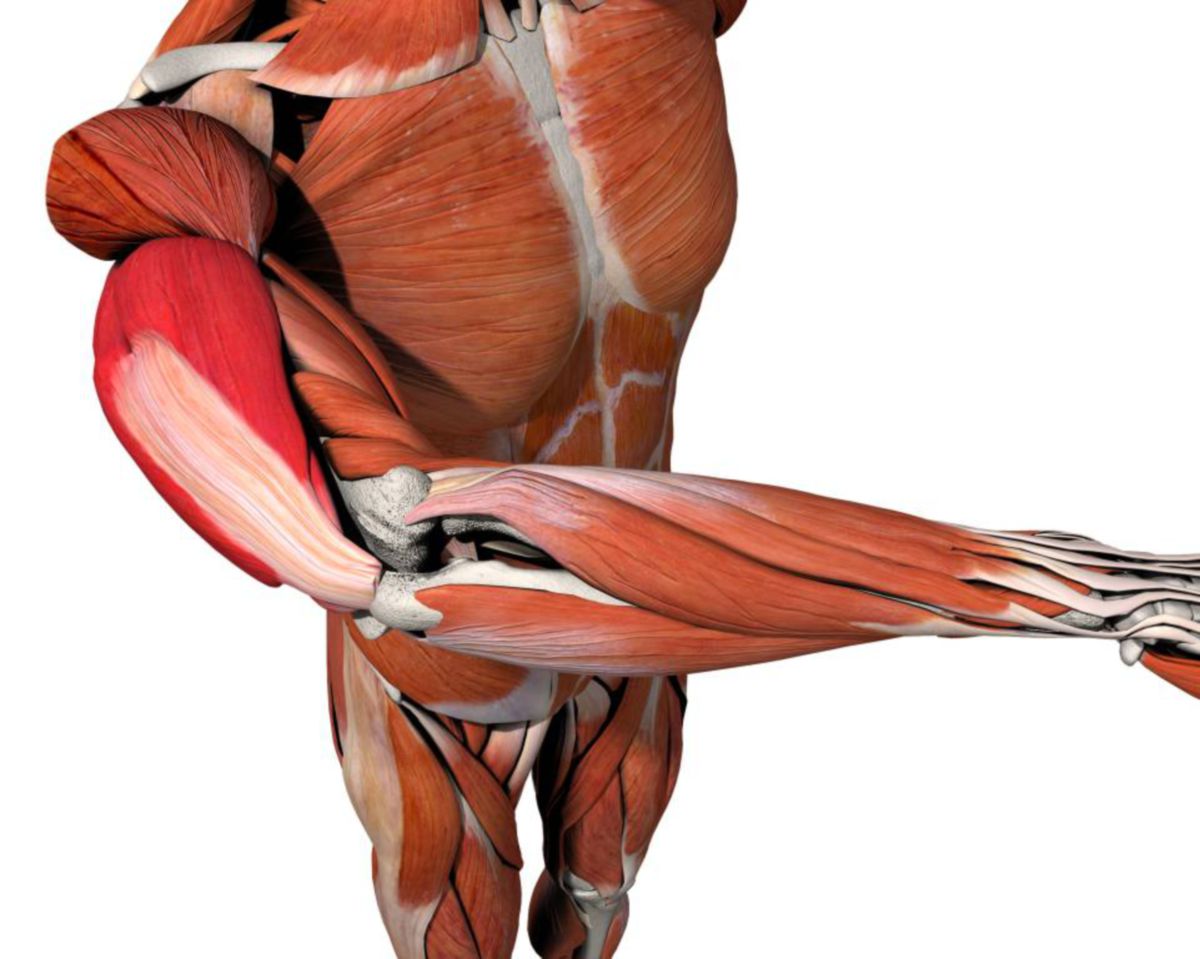 Musculus triceps brachii, triceps muscle