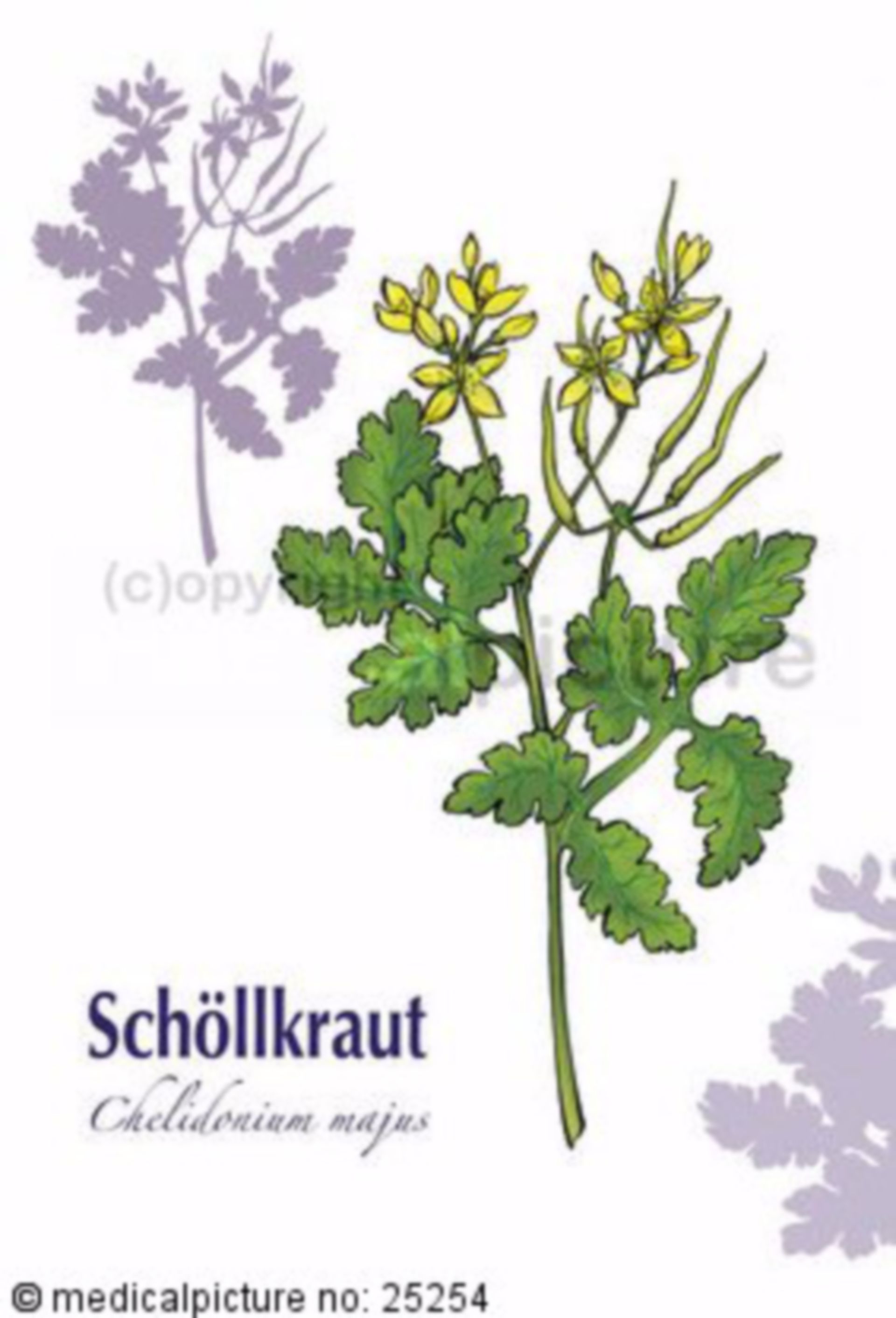  Schöllkraut, Chelidonium majus 