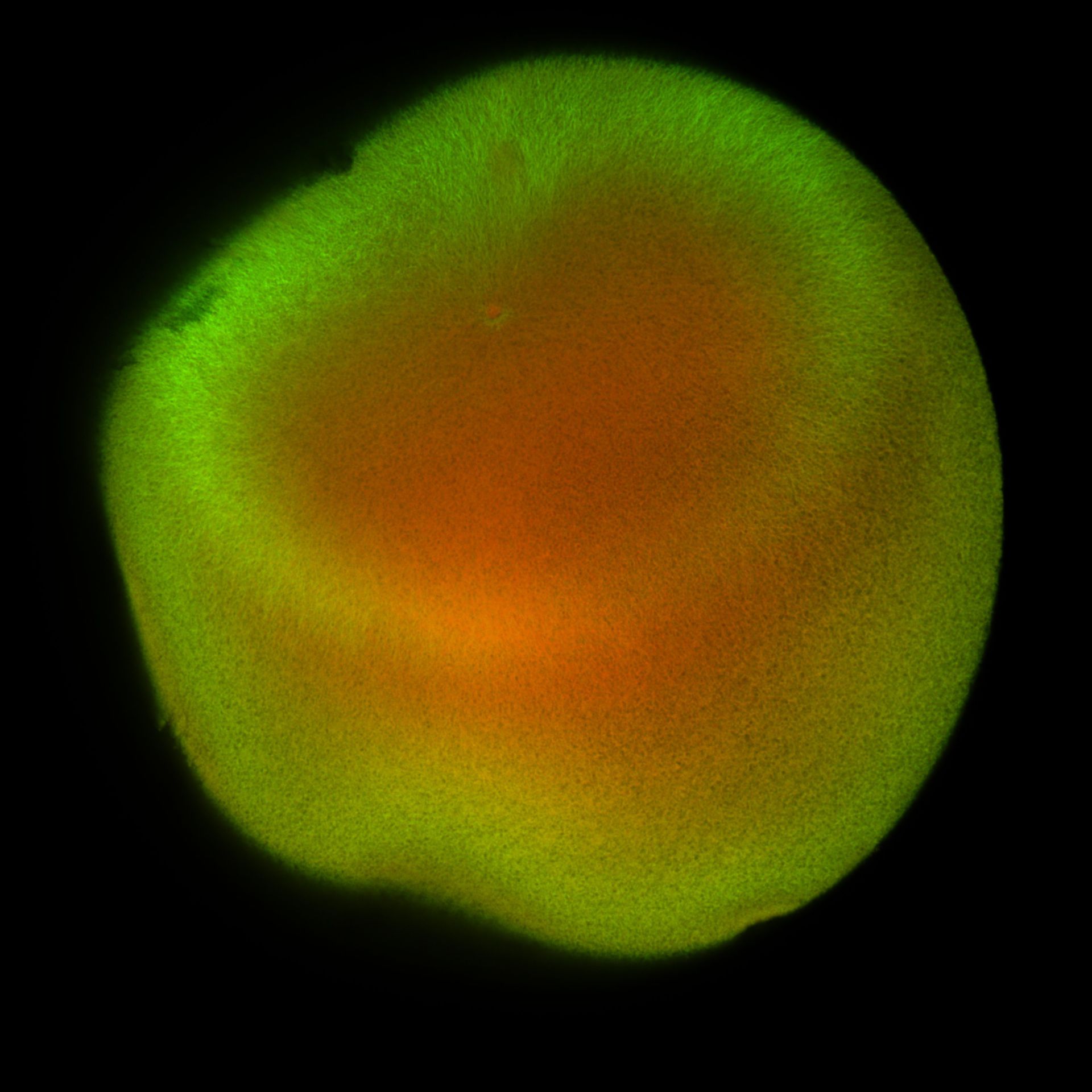 Xenopus laevis (DNA) - CIL:36472