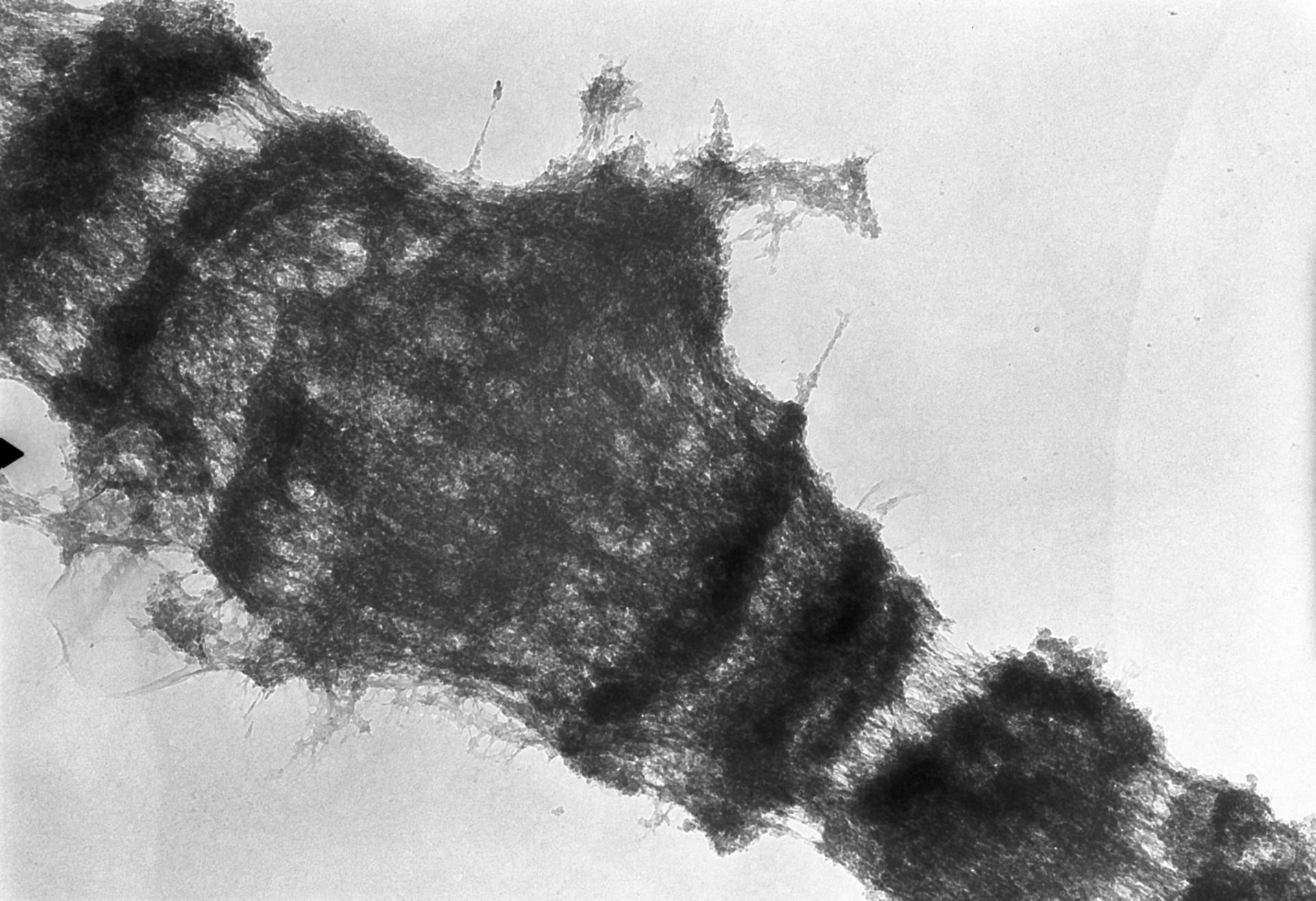 Drosophila melanogaster (Polytene chromosome) - CIL:25505