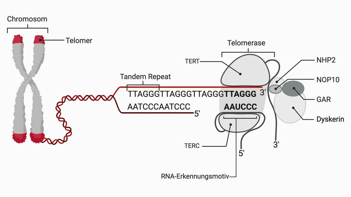 Telomer