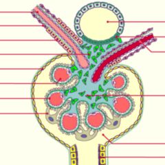 Basalmembran Doccheck Flexikon